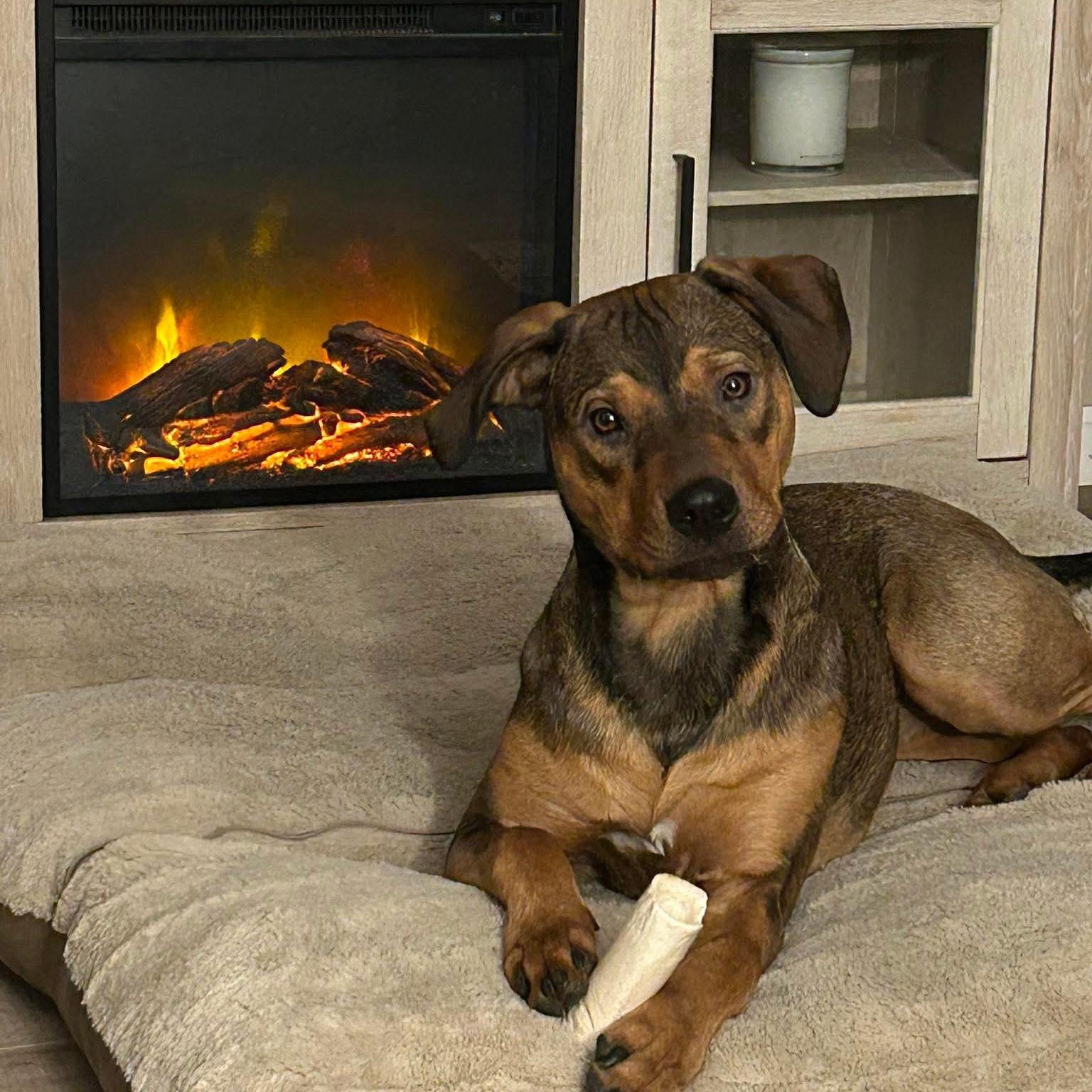 Riley, Adoptable, Young Female Rottweiler.