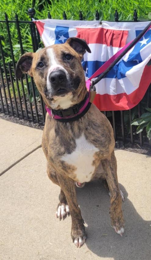 HERMIE, Adult Male Boxer