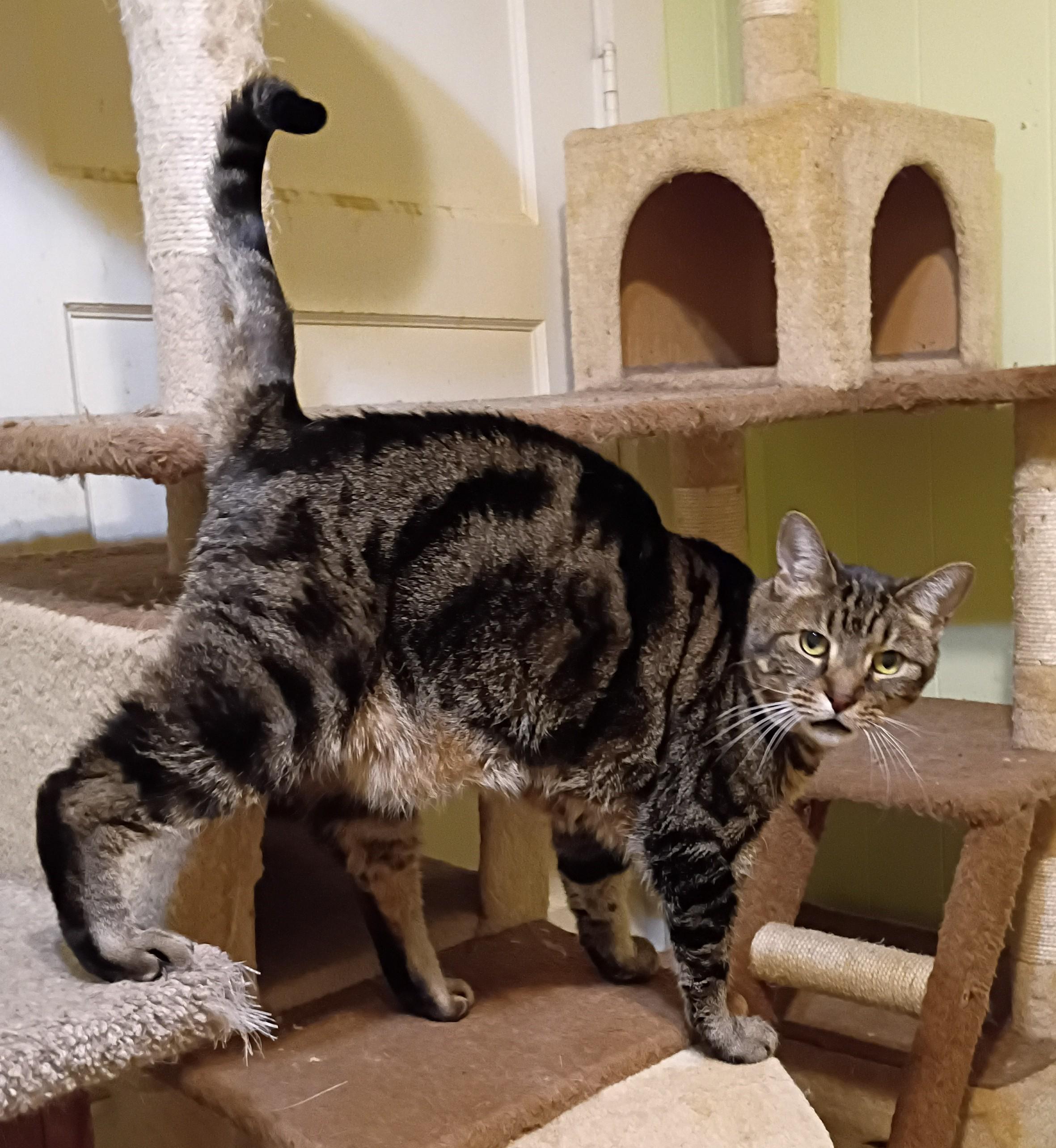 Enlarge Hazel - super friendly!, a ADOPTABLE Domestic Short Hair in Hendersonville, TN image 1/3