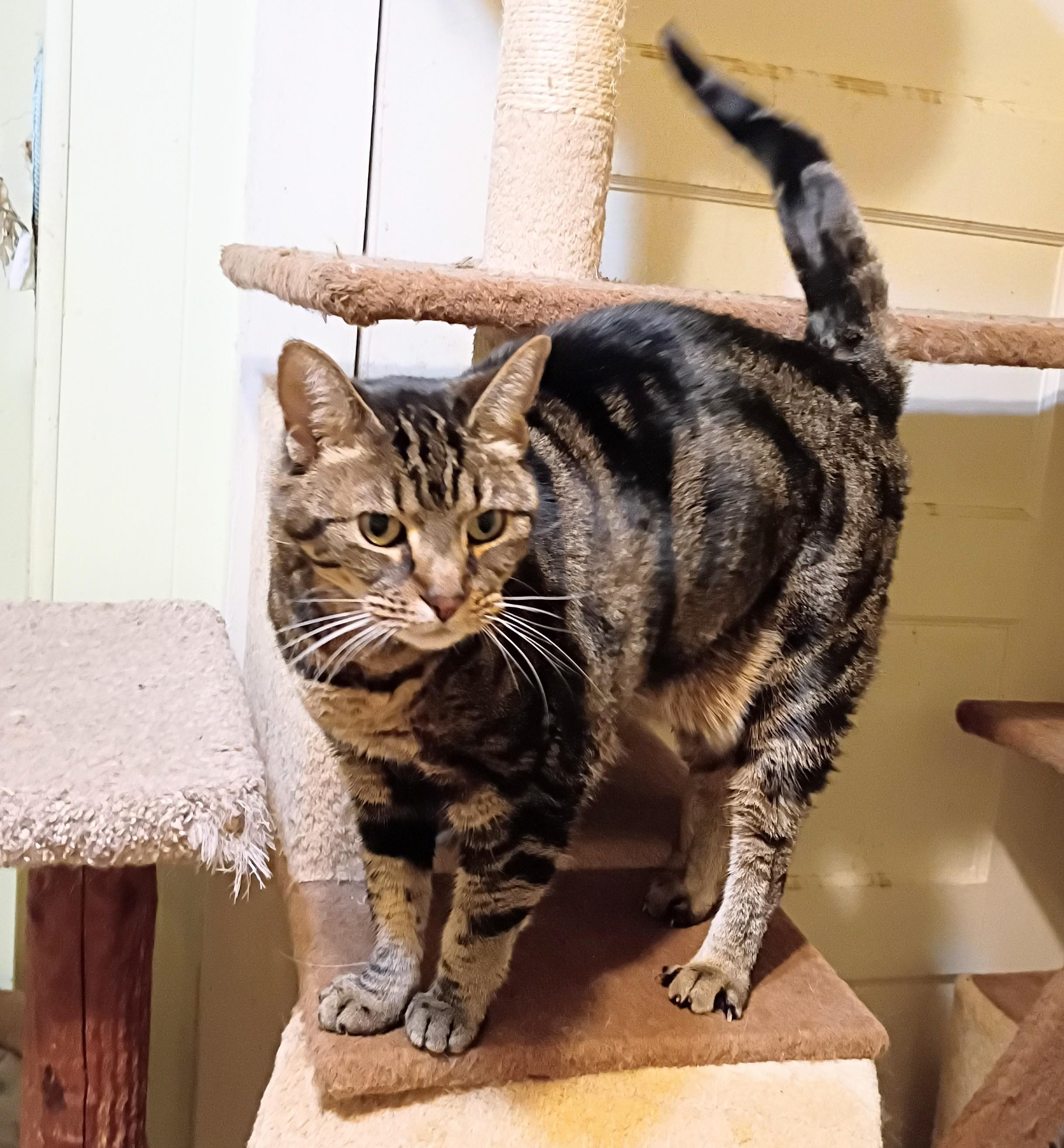 Enlarge Hazel - super friendly!, a ADOPTABLE Domestic Short Hair in Hendersonville, TN image 2/3