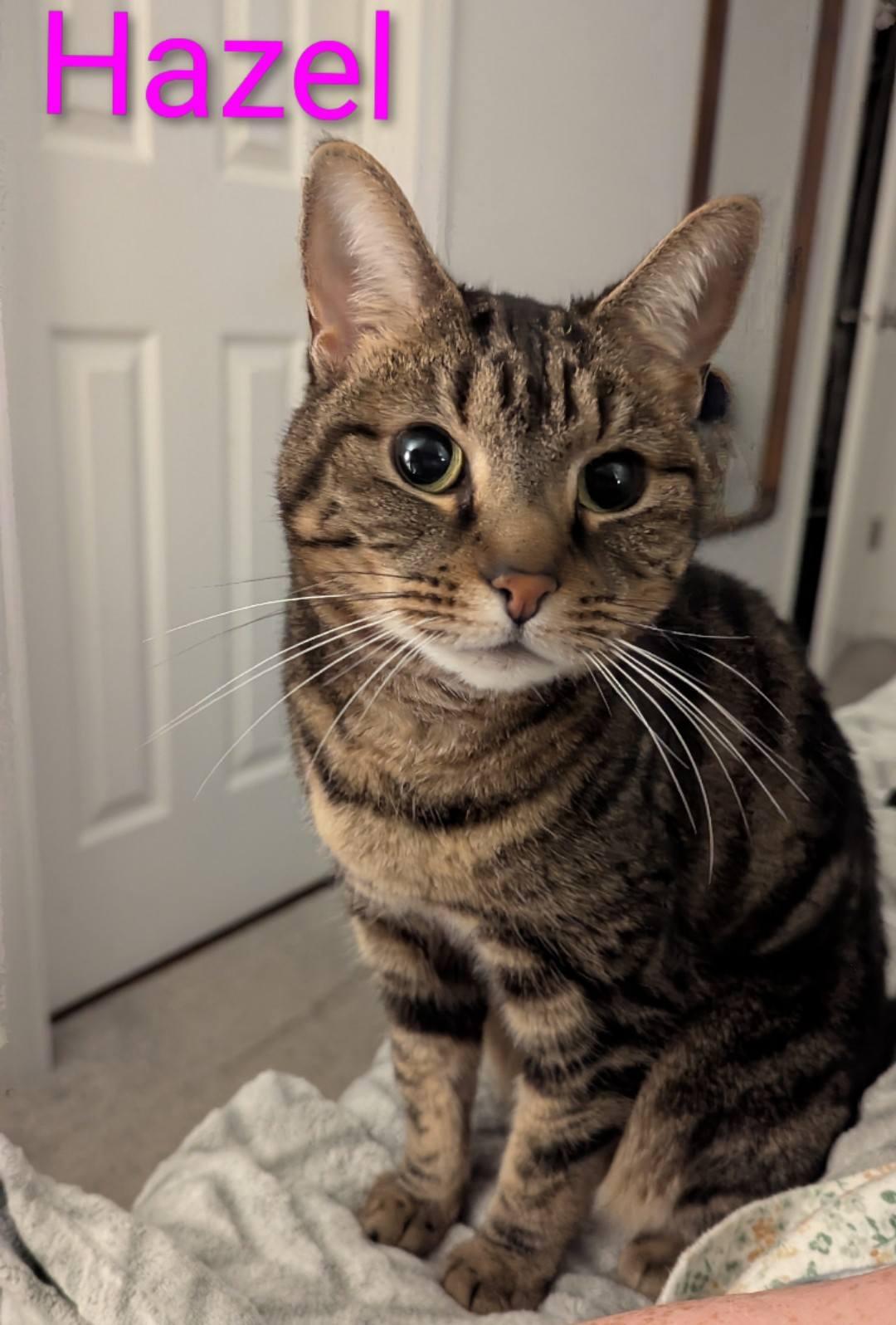 Enlarge Hazel - super friendly!, a ADOPTABLE Domestic Short Hair in Hendersonville, TN image 3/3