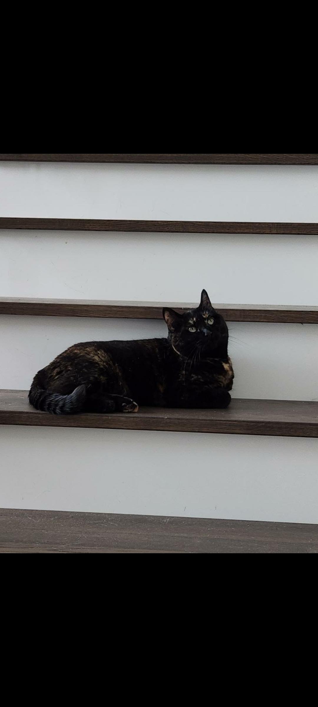 Terra (f) 3yrs old Tortie, a ADOPTABLE Tortoiseshell in Ottawa, ON image 2/6