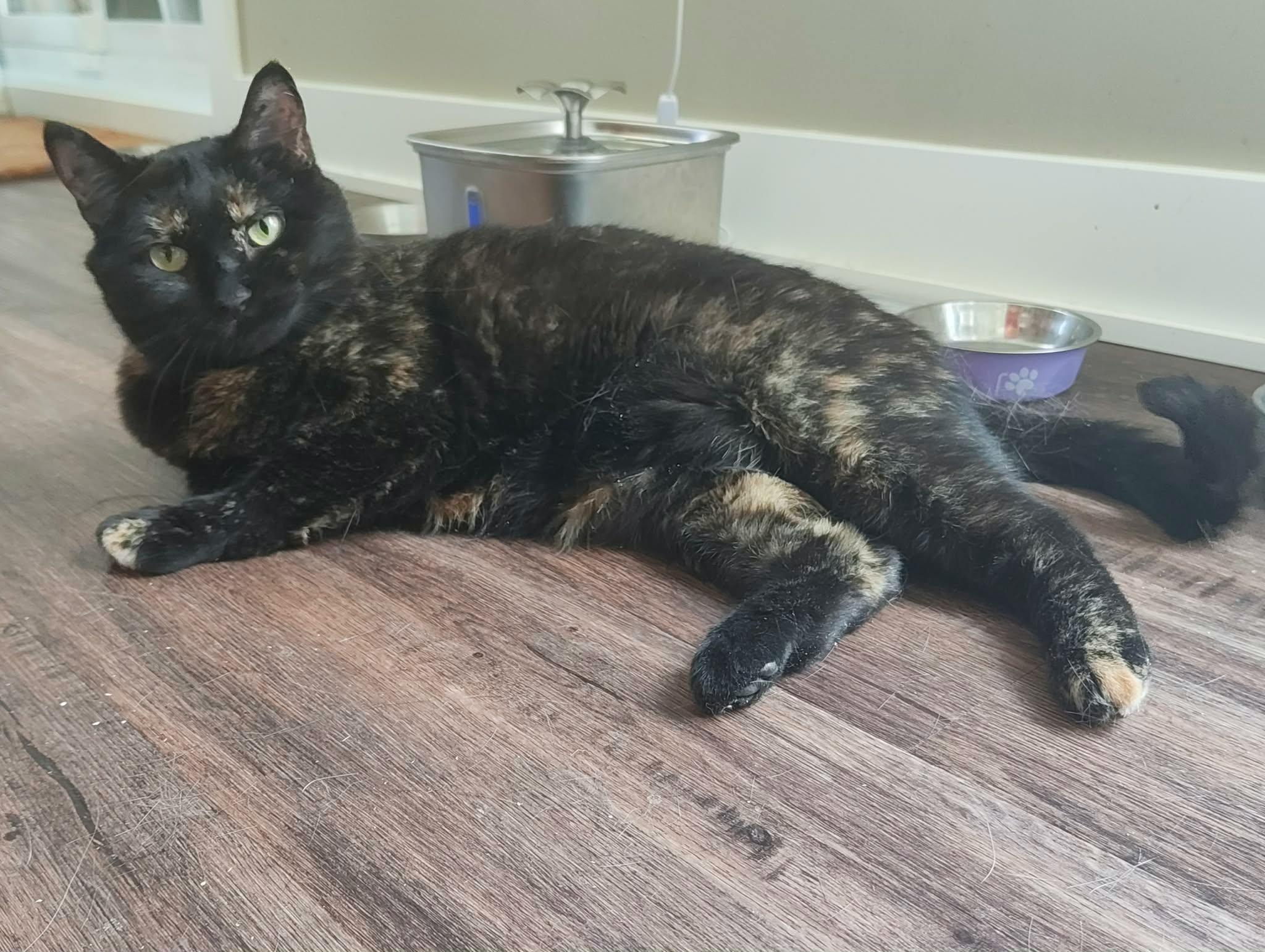 Terra (f) 3yrs old Tortie, a ADOPTABLE Tortoiseshell in Ottawa, ON image 3/6