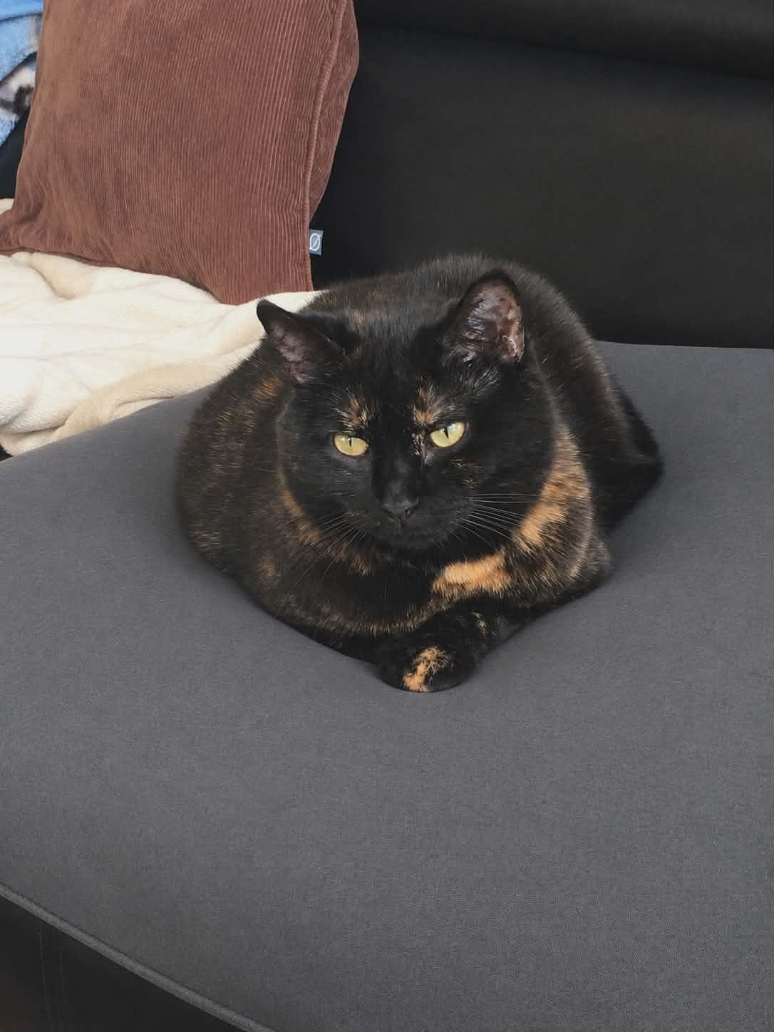 Terra (f) 3yrs old Tortie, ADOPTABLE, Adult Female Tortoiseshell.