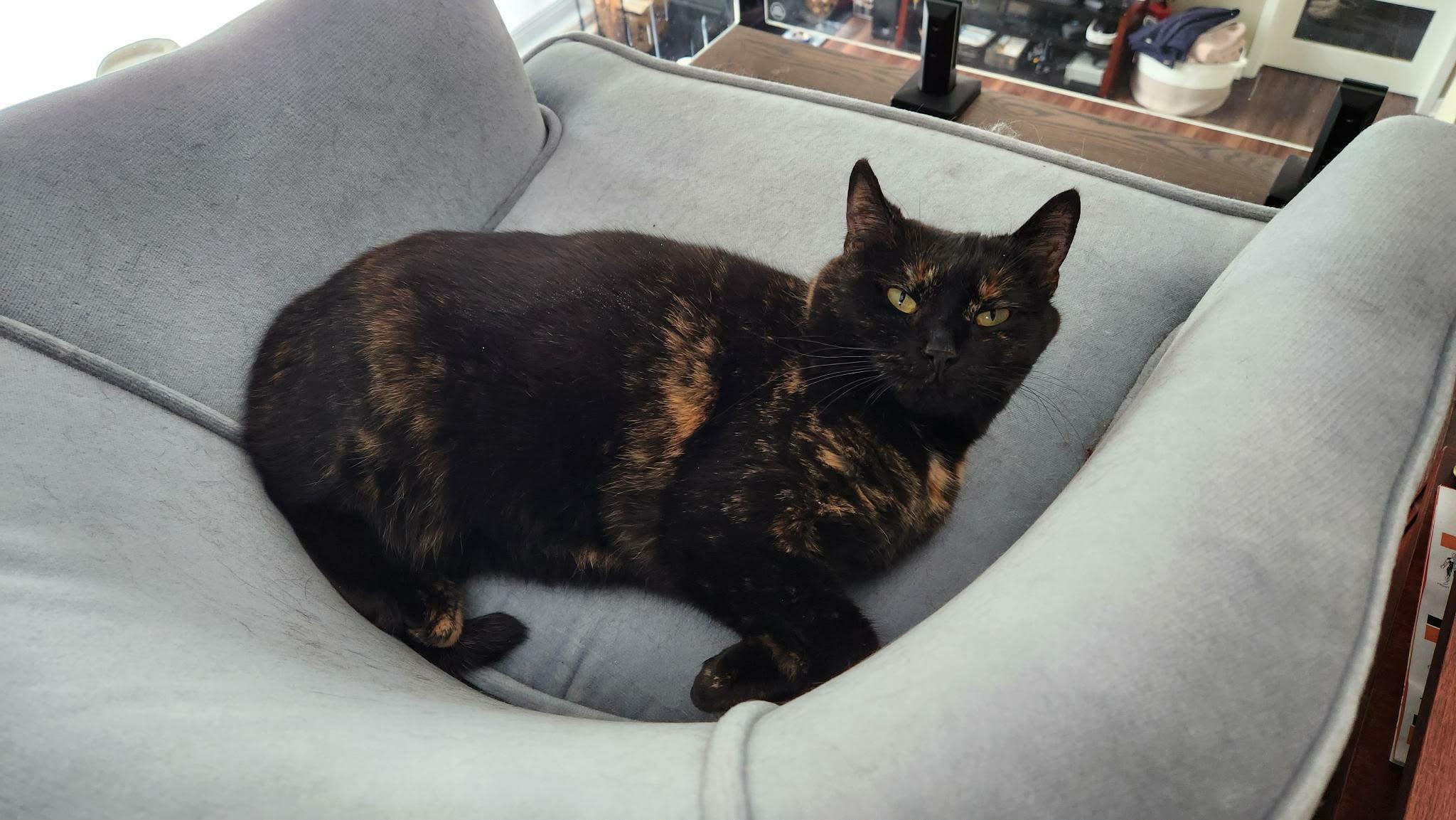 Terra (f) 3yrs old Tortie, a ADOPTABLE Tortoiseshell in Ottawa, ON image 4/6