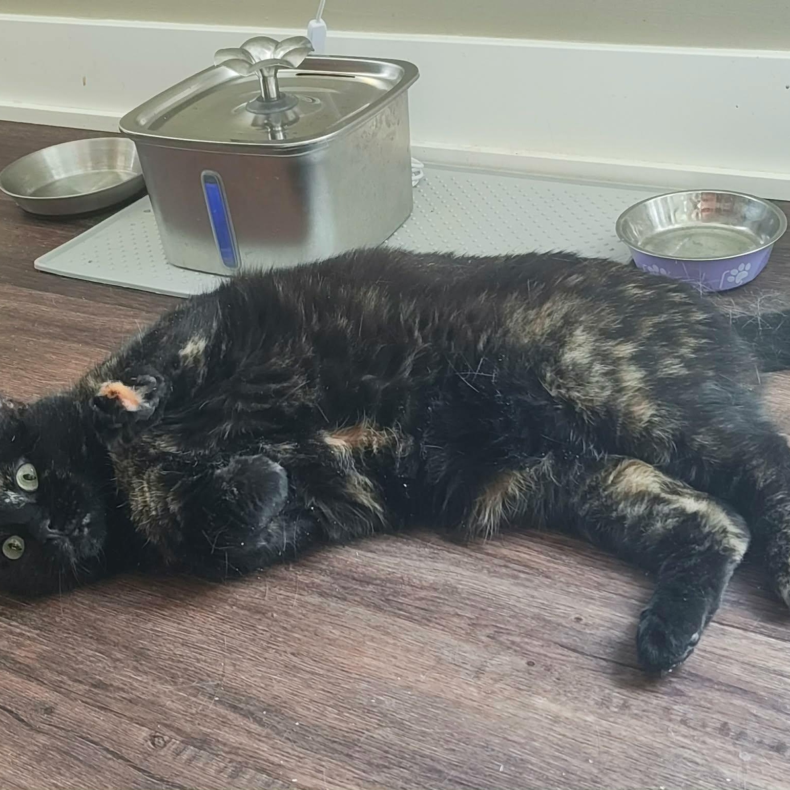 Terra (f) 3yrs old Tortie, a ADOPTABLE Tortoiseshell in Ottawa, ON image 5/6