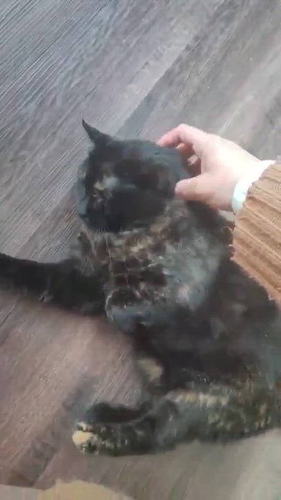Enlarge Terra (f) 3yrs old Tortie, a ADOPTABLE Tortoiseshell in Ottawa, ON video 6/6