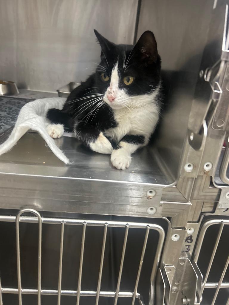 Amsterdam, Adoptable, Adult Female Domestic Short Hair.