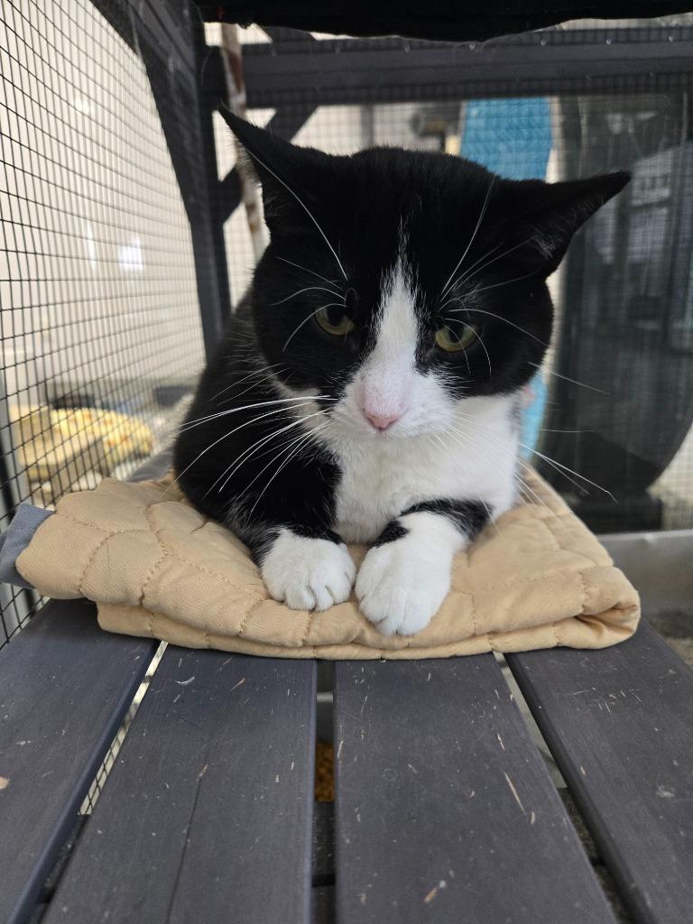 Amsterdam, Adoptable, Young Female Domestic Short Hair.