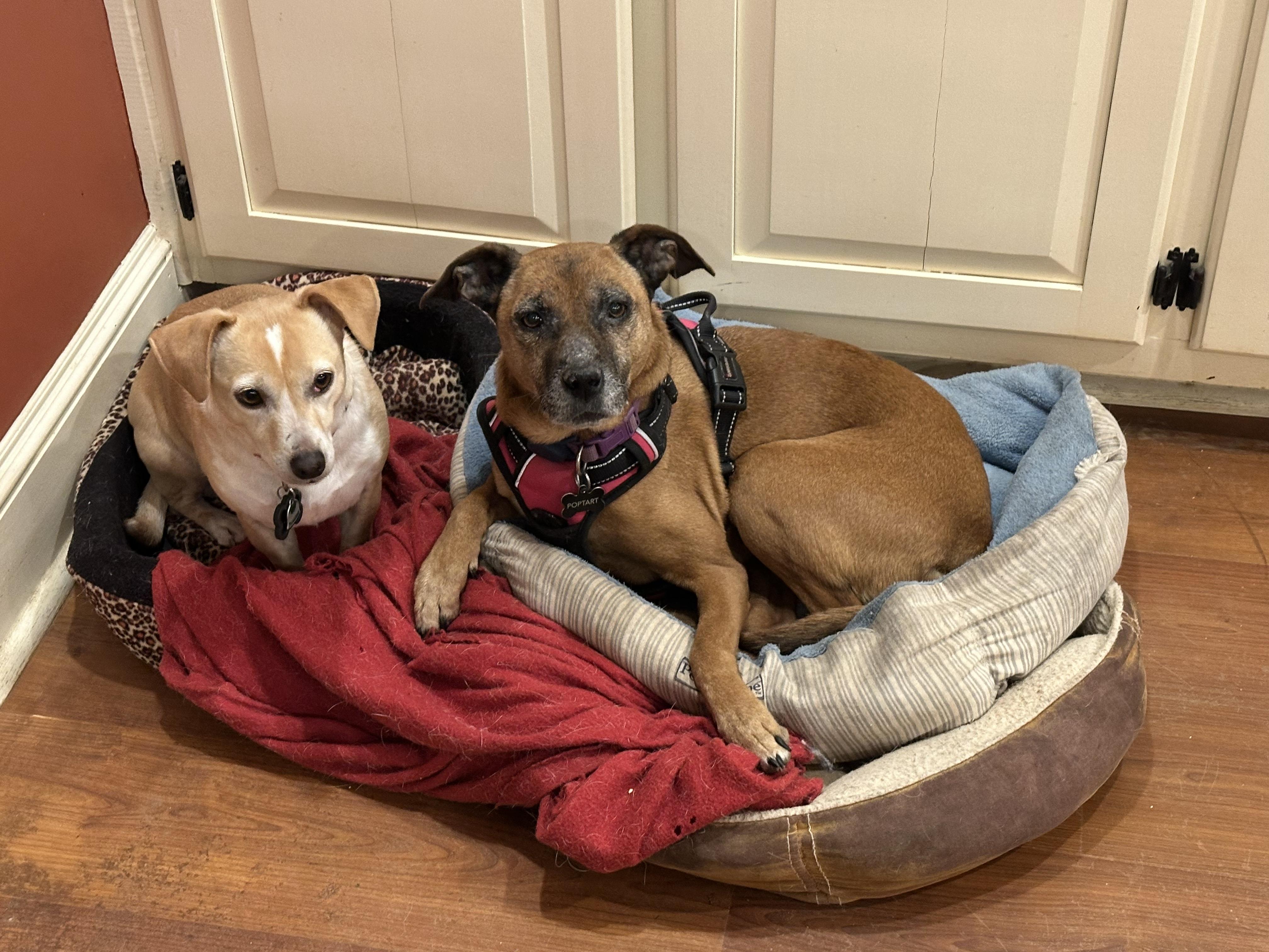 Phyllis, Senior Female Mixed Breed