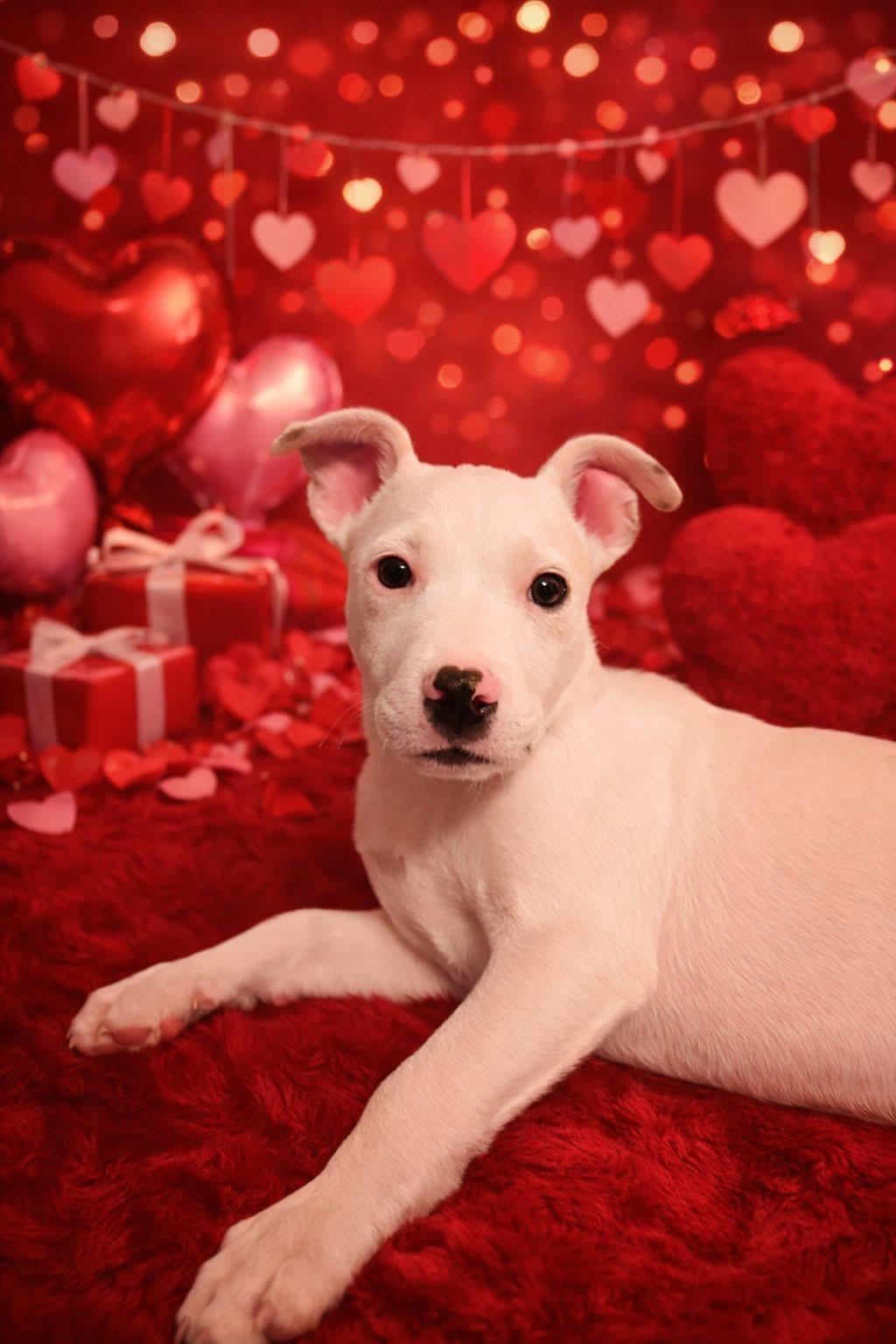 Enlarge Zayden, a Adoptable mixed breed in Walker, LA image 1/2