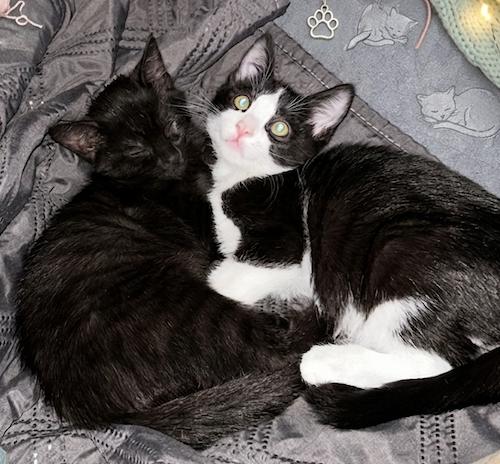 WisteriaQ & AsterQ, ADOPTABLE, Kitten Male Domestic Short Hair.