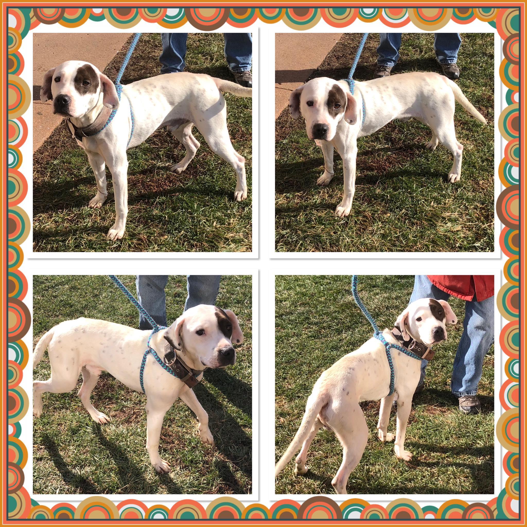BLAZE, ADOPTABLE, Adult Male Mixed Breed.