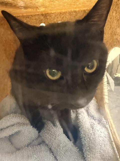 DANNY, Adoptable, Young Male Domestic Short Hair.