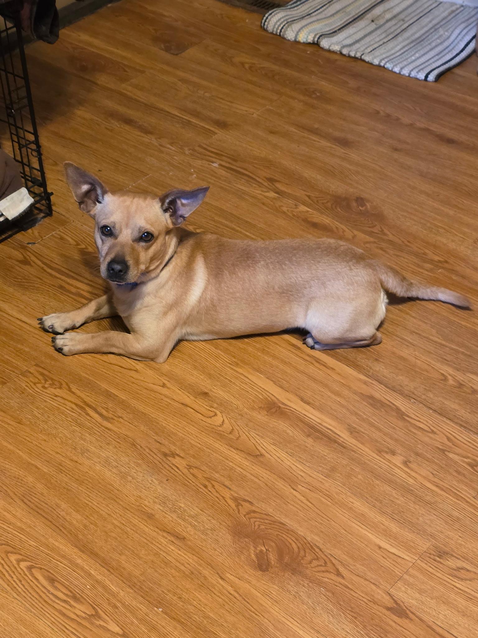 Enlarge Hank, an adopted mixed breed in Faribault, MN image 2/2