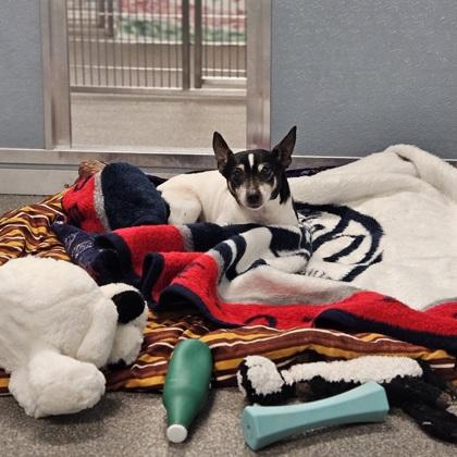 Enlarge Jack, a Adoptable mixed breed in Munster, IN image 1/1