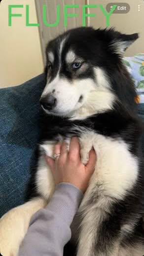 Fluffy, ADOPTABLE, Young Female Alaskan Malamute.