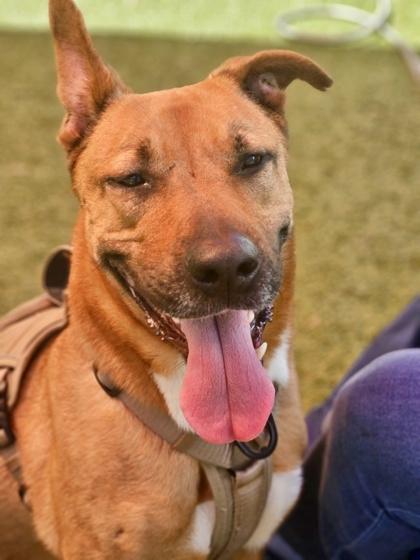 Luna Tuna (Adoption Ambassador), Adoptable, Adult Female German Shepherd Dog & Dogo Argentino.