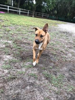 Enlarge Luna Tuna (Adoption Ambassador), a Adoptable mixed breed in Savannah, GA image 2/3