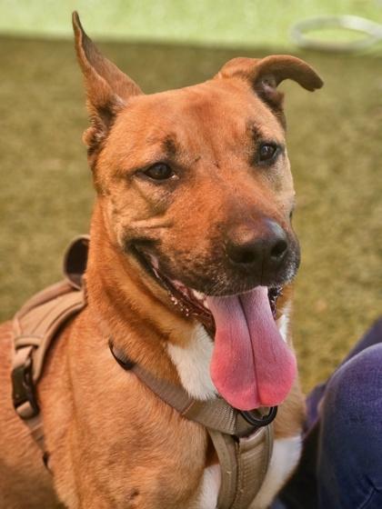 Enlarge Luna Tuna (Adoption Ambassador), a Adoptable mixed breed in Savannah, GA image 3/3