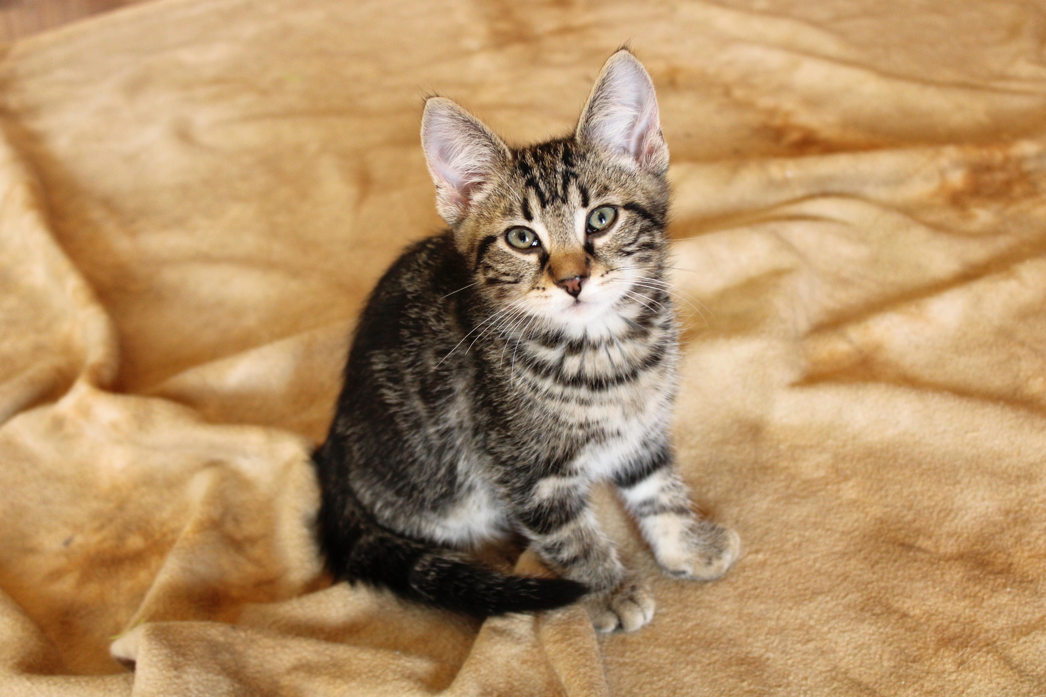 Magellan, Baby Male Domestic Short Hair