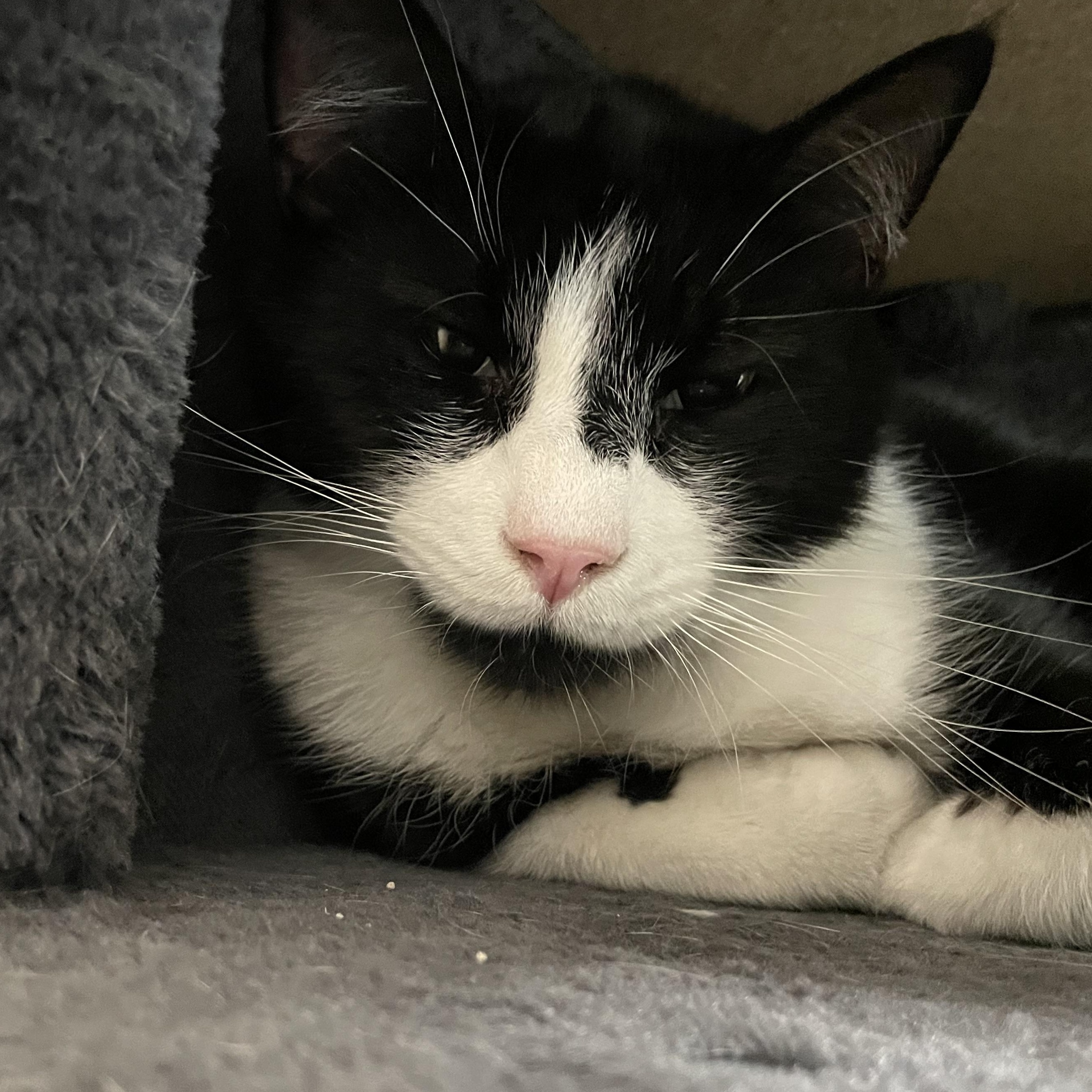 Tucker, an adopted American Shorthair in North Kingstown, RI image 4/5