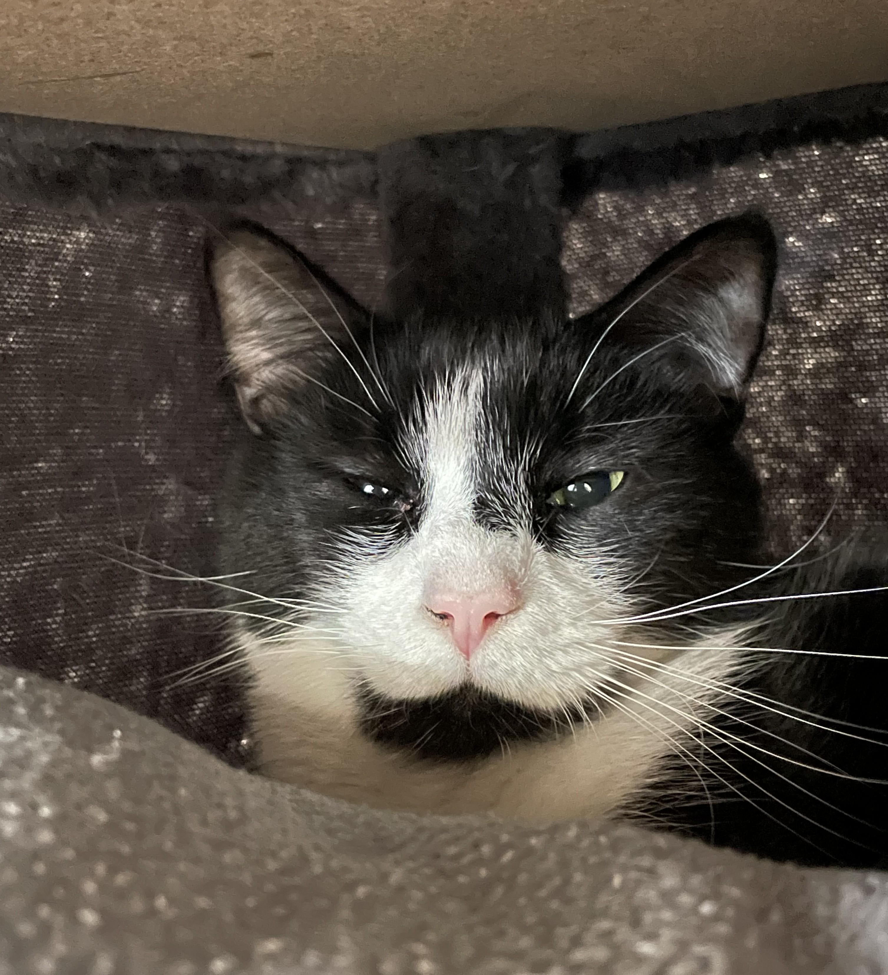 Tucker, an adopted American Shorthair in North Kingstown, RI image 2/5