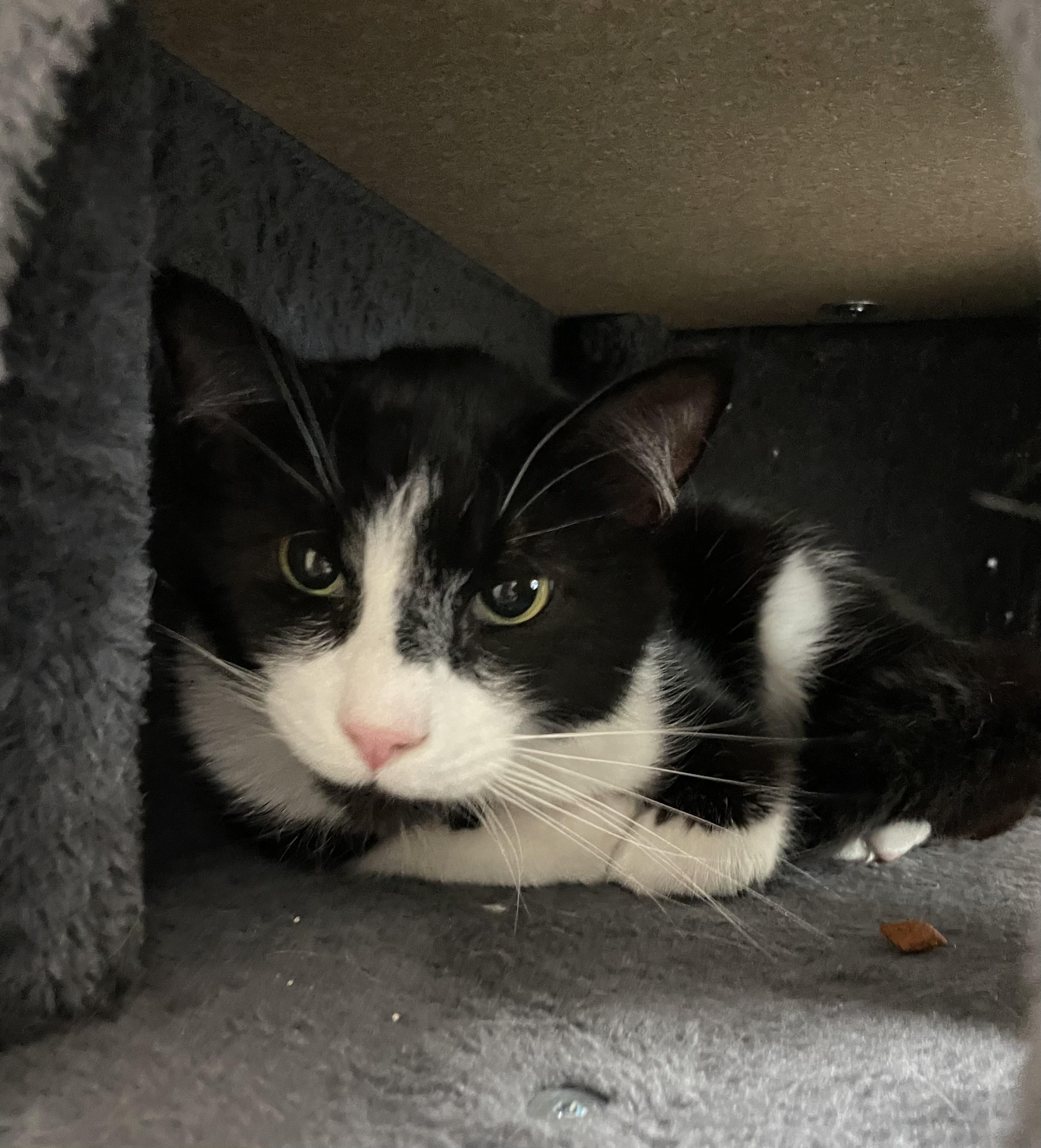 Tucker, an adopted American Shorthair in North Kingstown, RI image 3/5