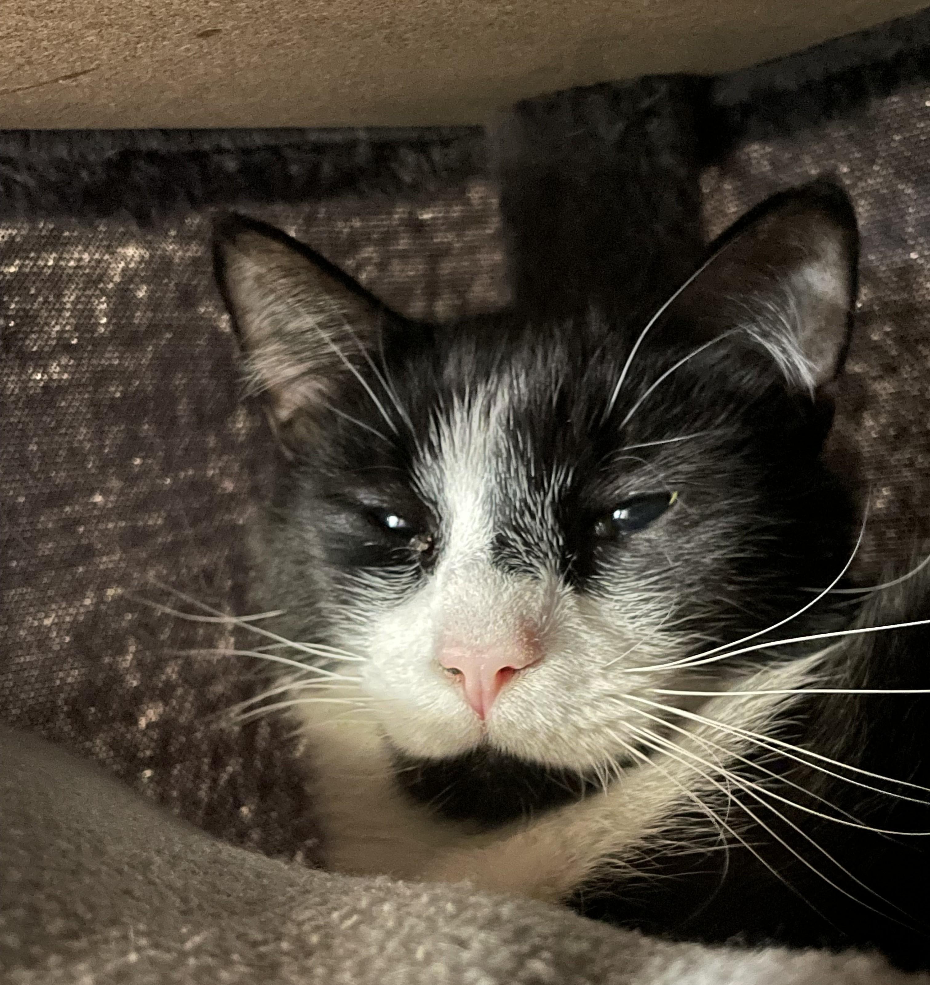 Tucker, adopted, Adult Male American Shorthair.