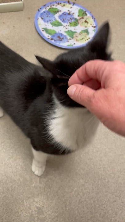 Enlarge Tucker, an adopted American Shorthair in North Kingstown, RI video 5/5