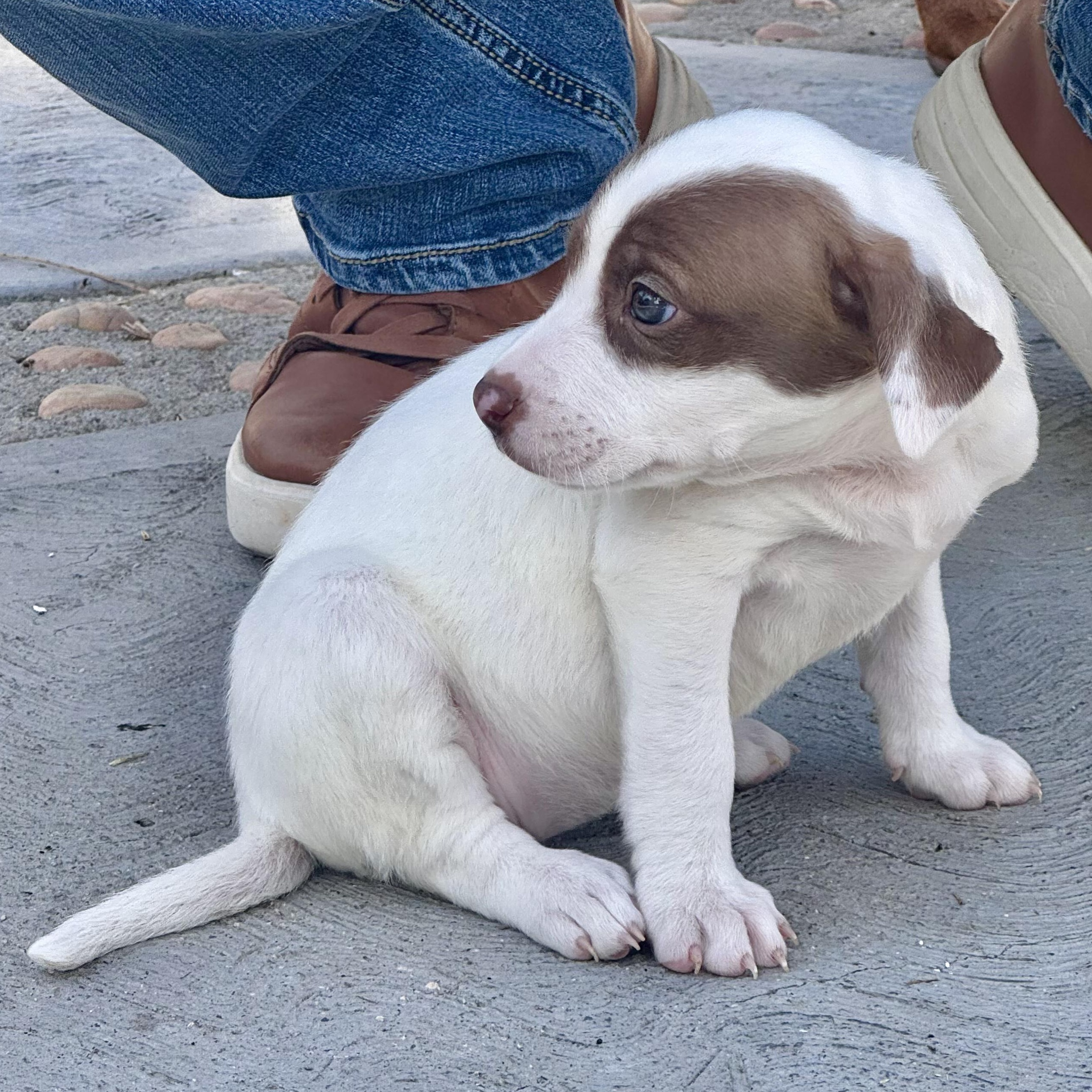 Phoebe — thumbnail 6