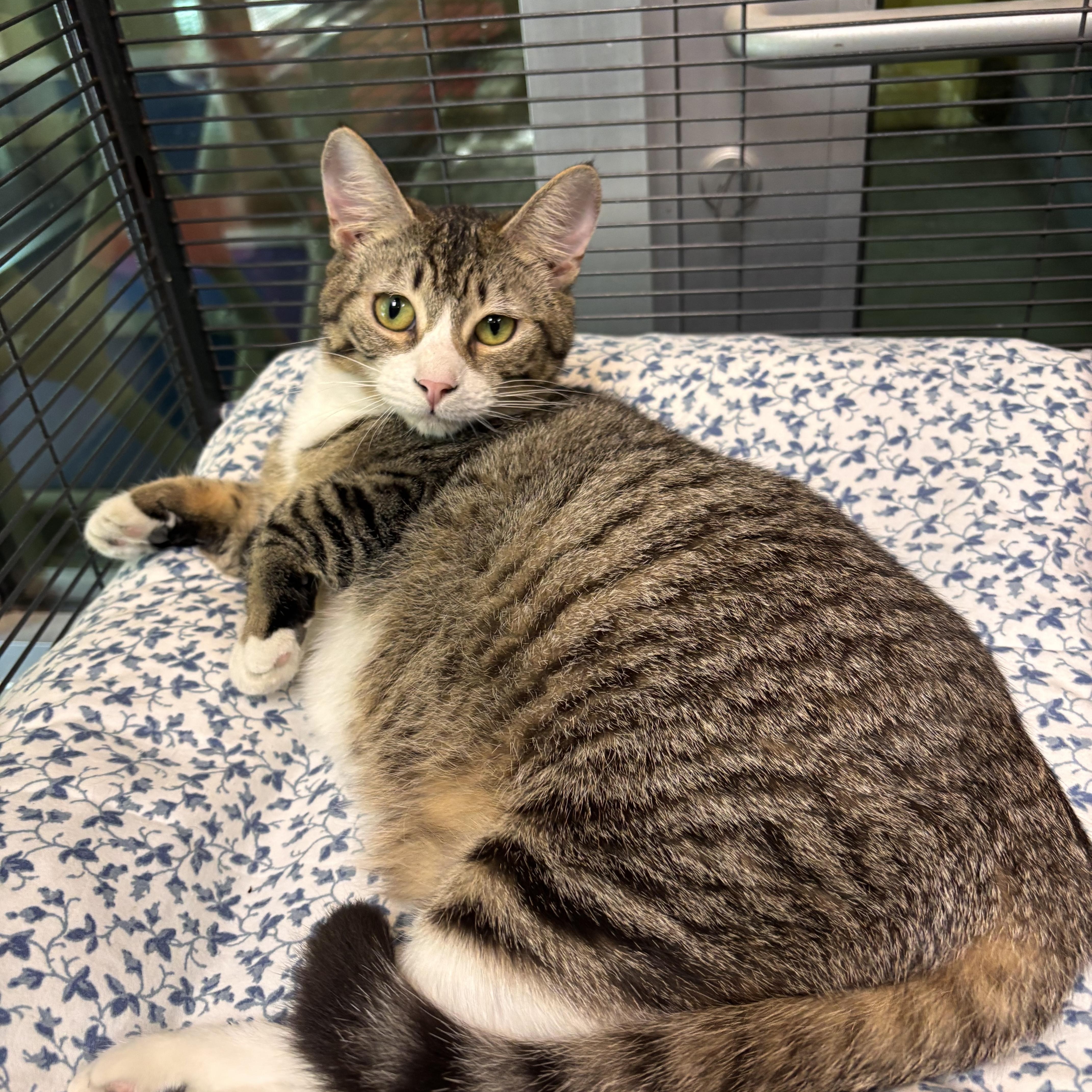 Enlarge Gigi, an adoptable Domestic Short Hair in Charleston, SC image 1/1