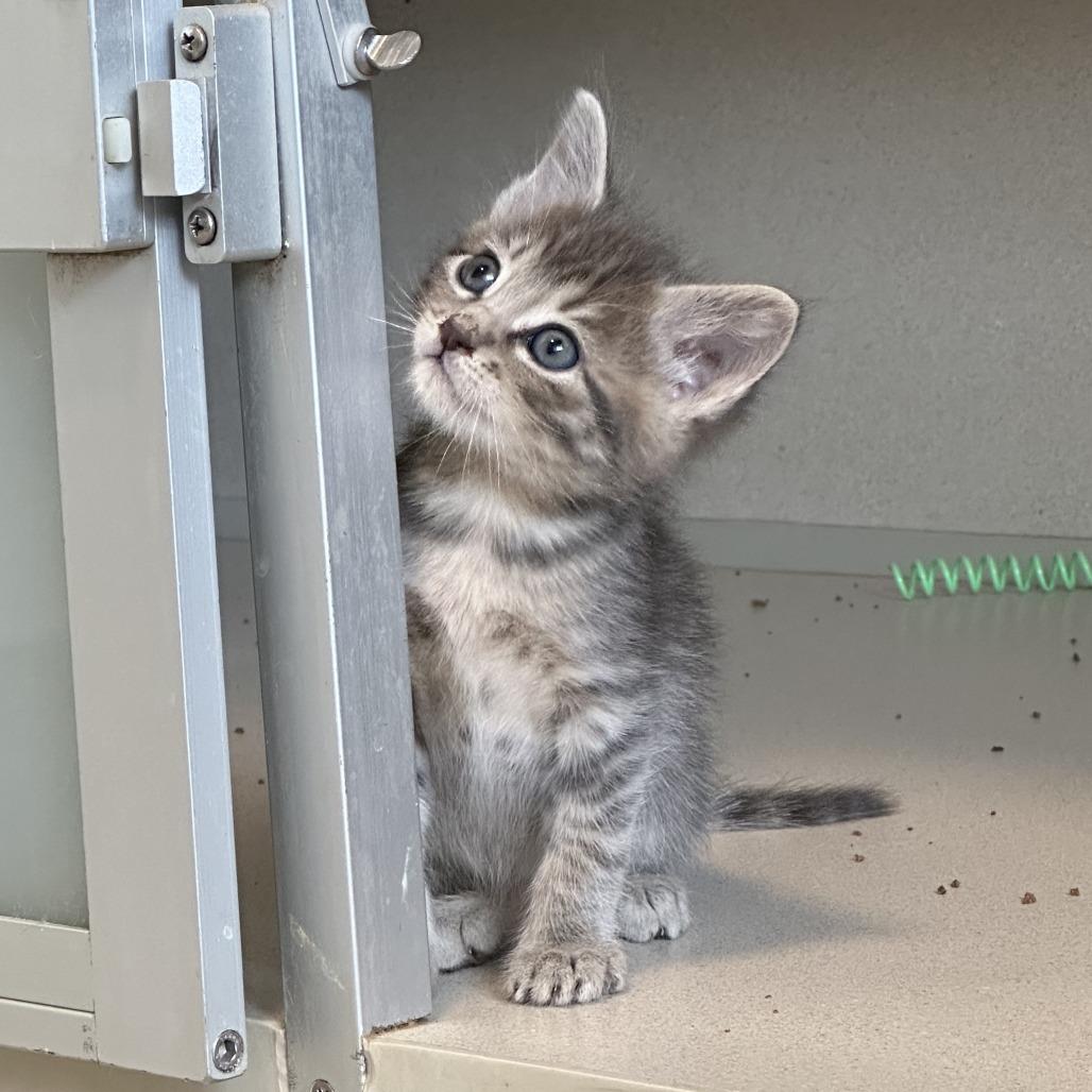 Miller, a Adoptable Domestic Long Hair in Durango, CO image 4/5