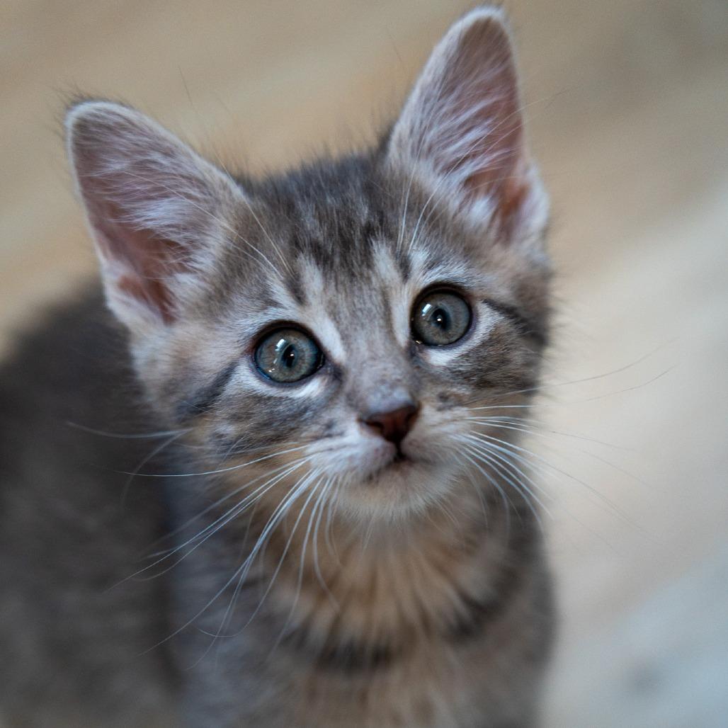 Miller, a Adoptable Domestic Long Hair in Durango, CO image 5/5