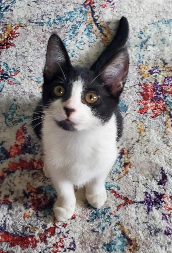 Petunia, Adoptable, Young Female Domestic Short Hair.