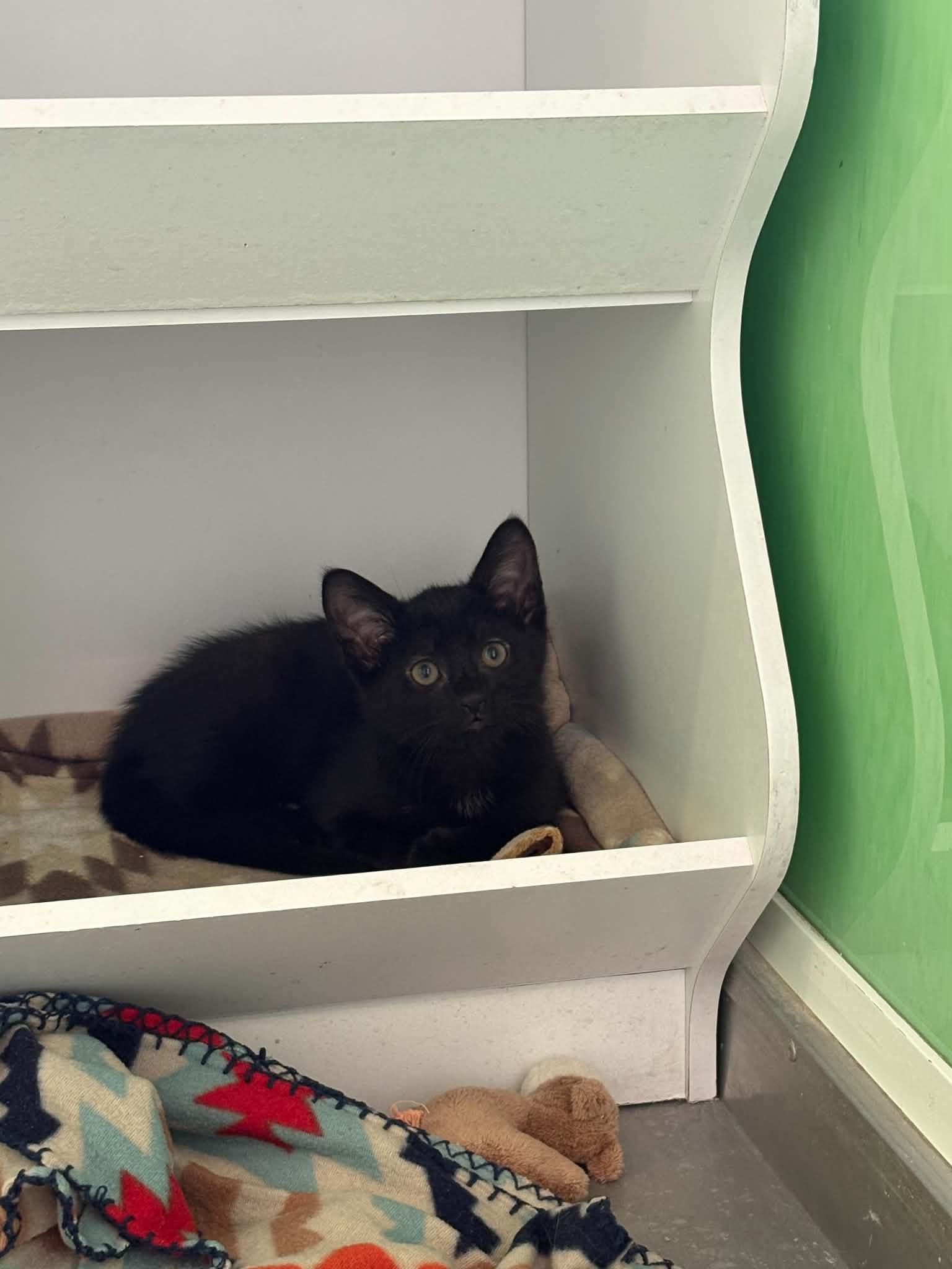 Thaddeous, ADOPTABLE, Kitten Male American Shorthair.