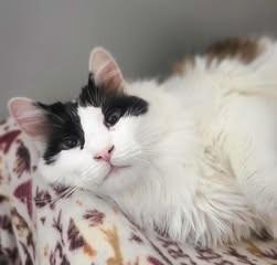 Leo, Adoptable, Senior Male Domestic Long Hair.