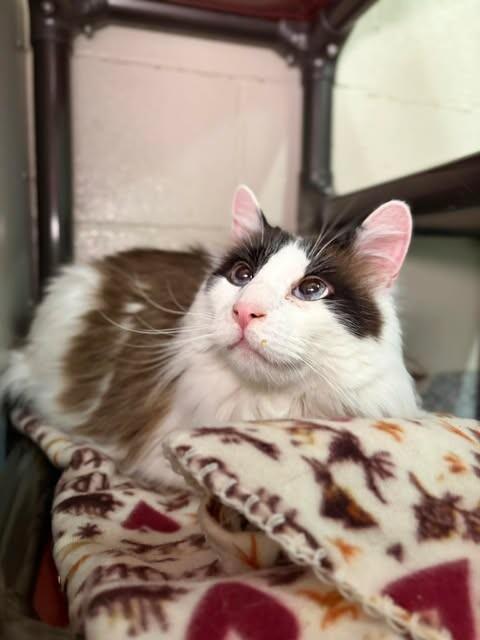 Leo, a Adoptable Domestic Long Hair in Fruit Heights, UT image 3/5