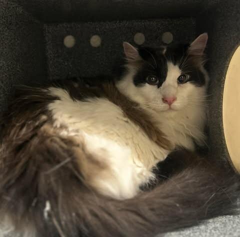 Leo, a Adoptable Domestic Long Hair in Fruit Heights, UT image 4/5