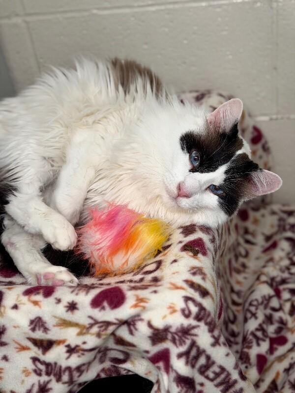 Leo, a Adoptable Domestic Long Hair in Fruit Heights, UT image 5/5