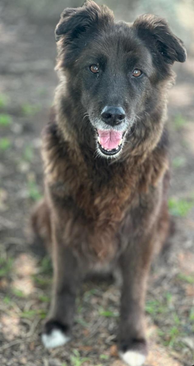 Enlarge Raven, an adopted mixed breed in Humble, TX image 3/5