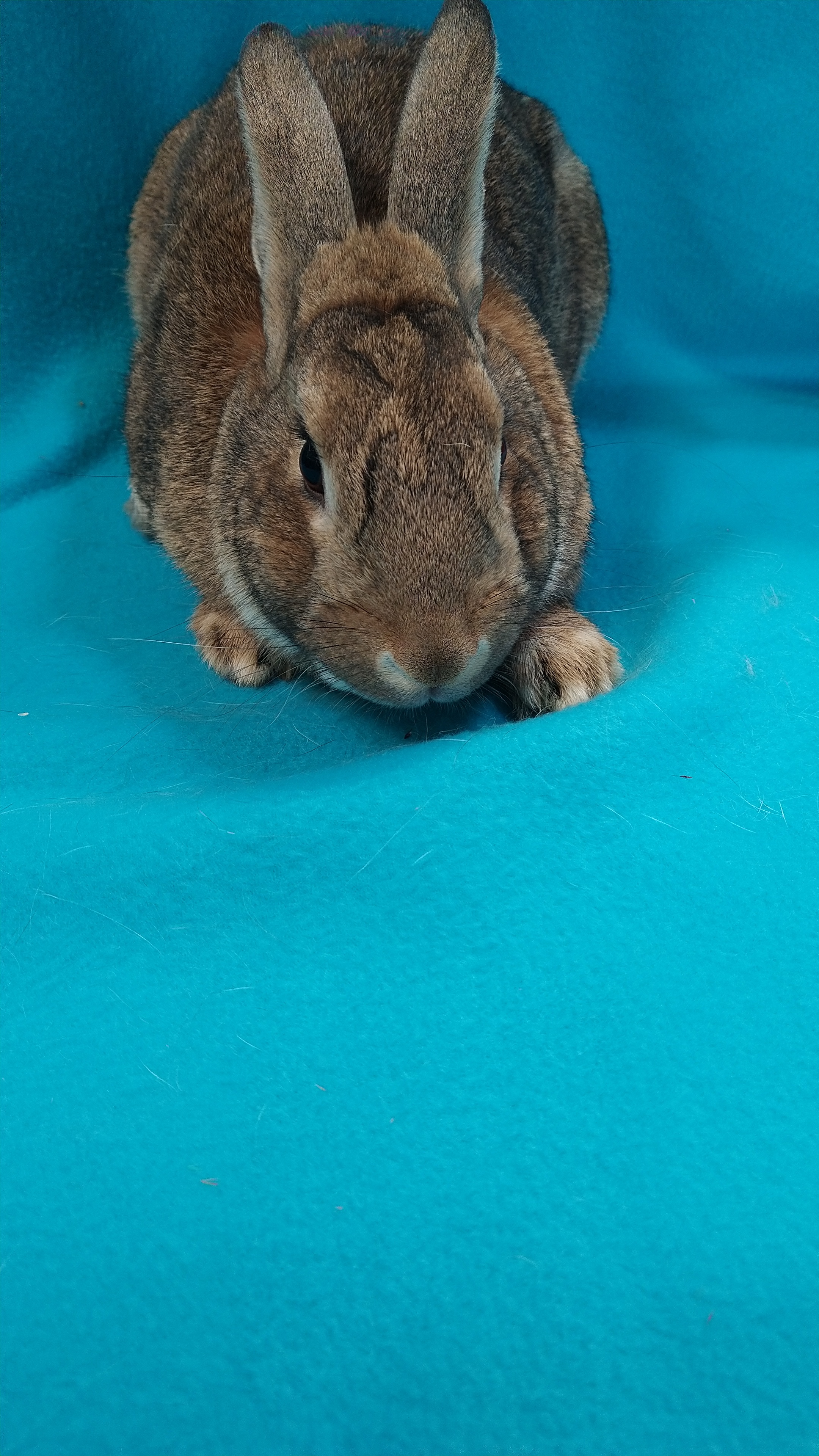 Enlarge Arber, a Adoptable mixed breed in Erie, PA image 1/10