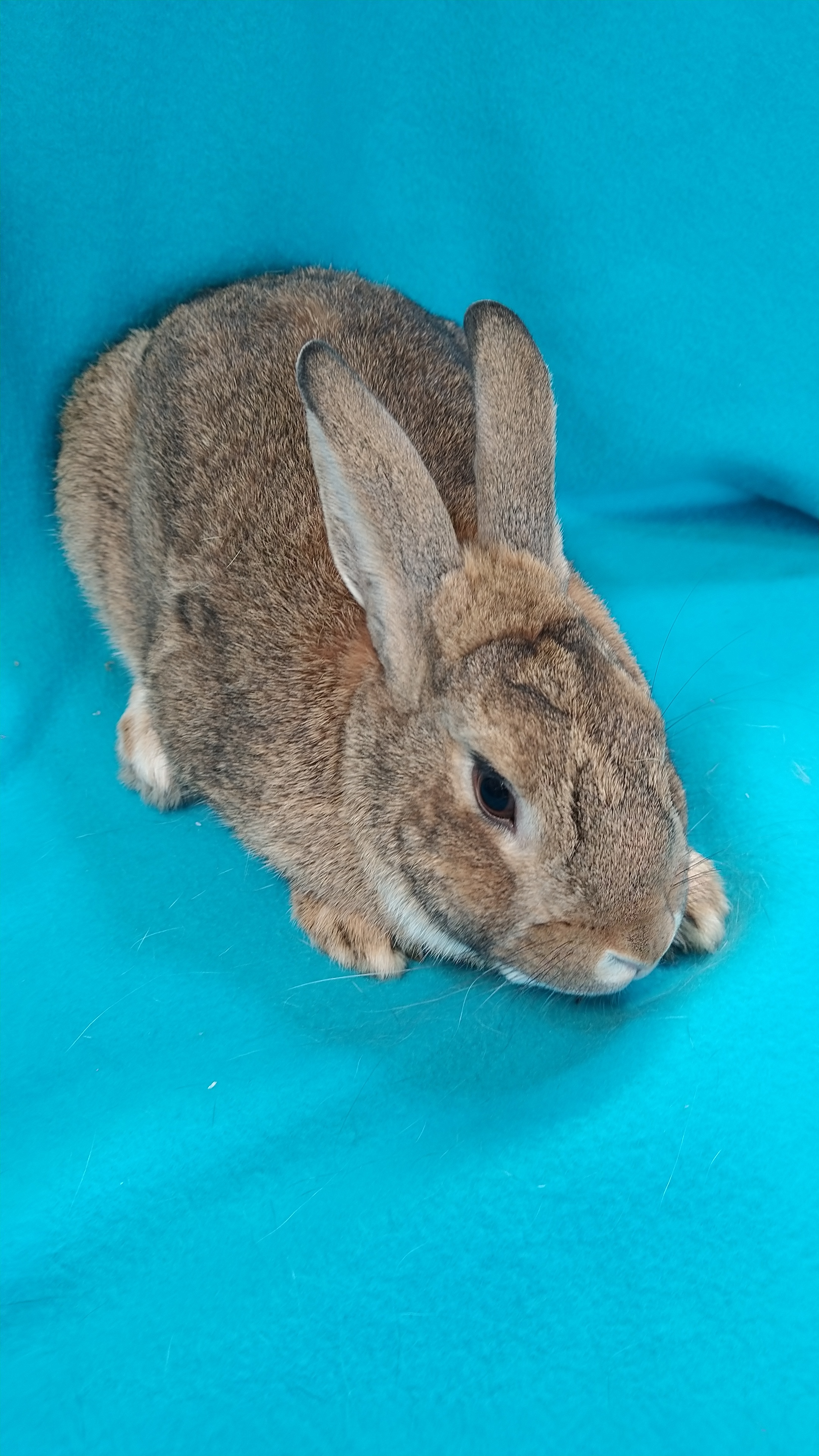 Enlarge Arber, a Adoptable mixed breed in Erie, PA image 2/10