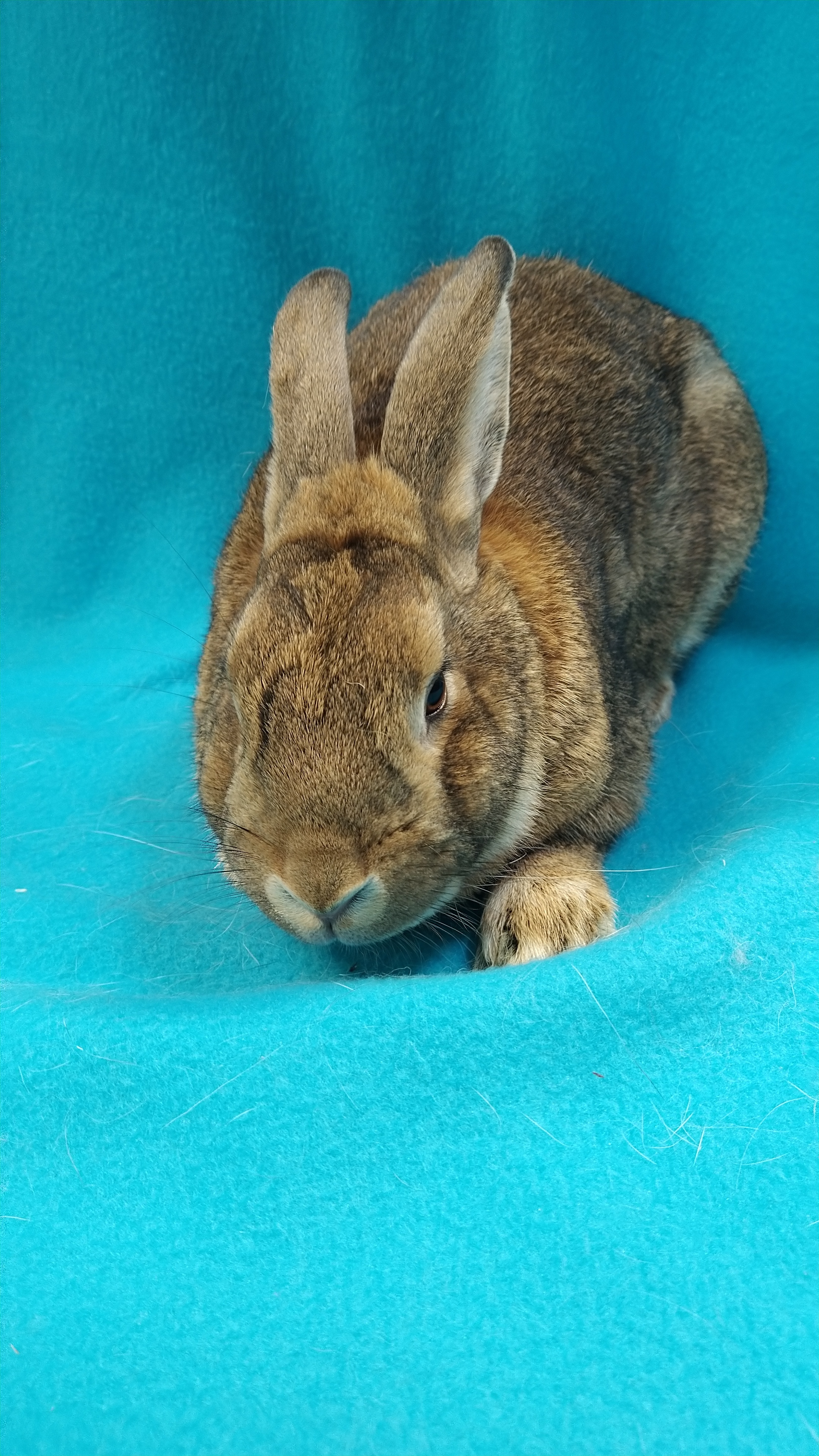 Enlarge Arber, a Adoptable mixed breed in Erie, PA image 3/10