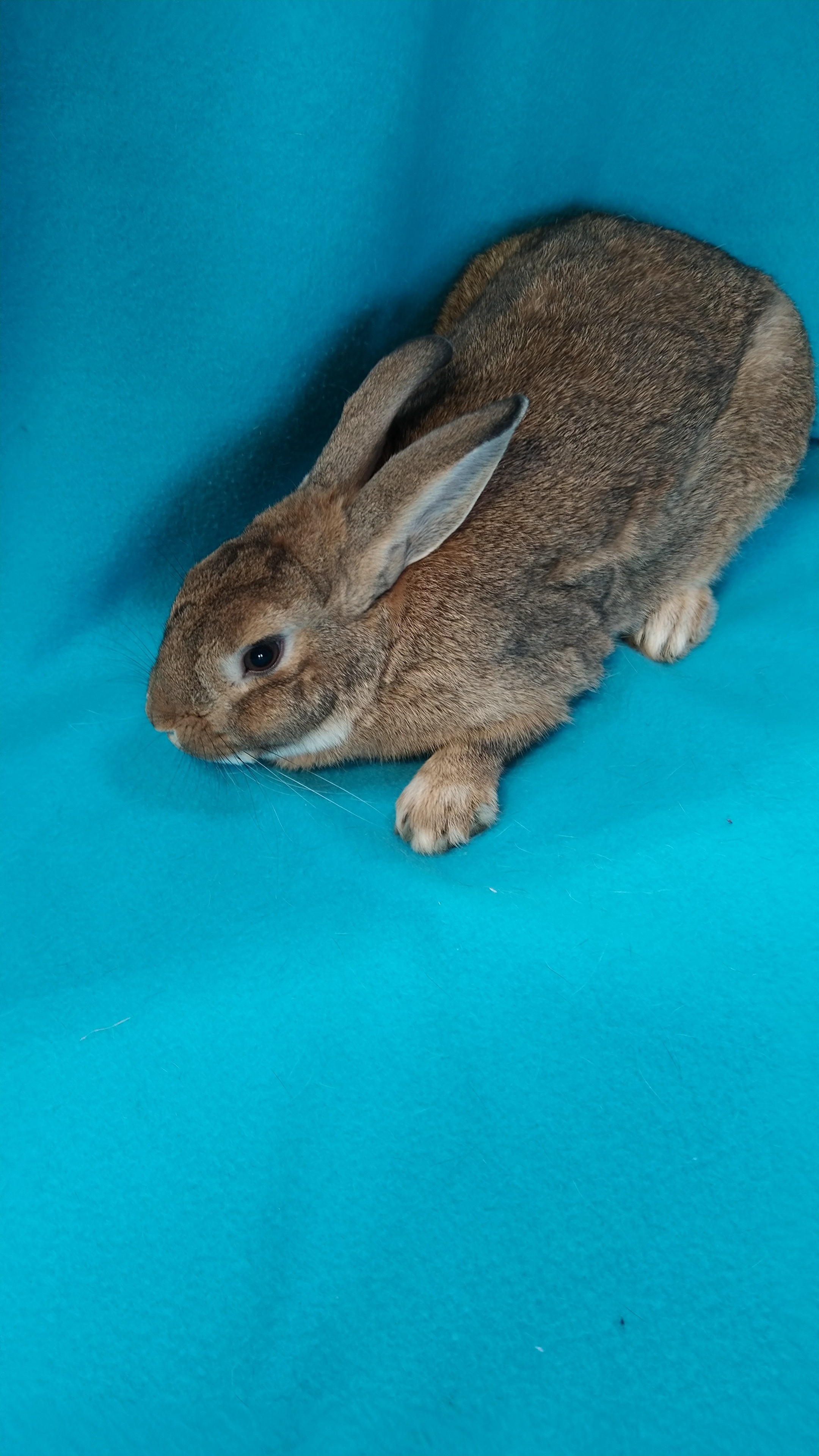 Enlarge Arber, a Adoptable mixed breed in Erie, PA image 4/10