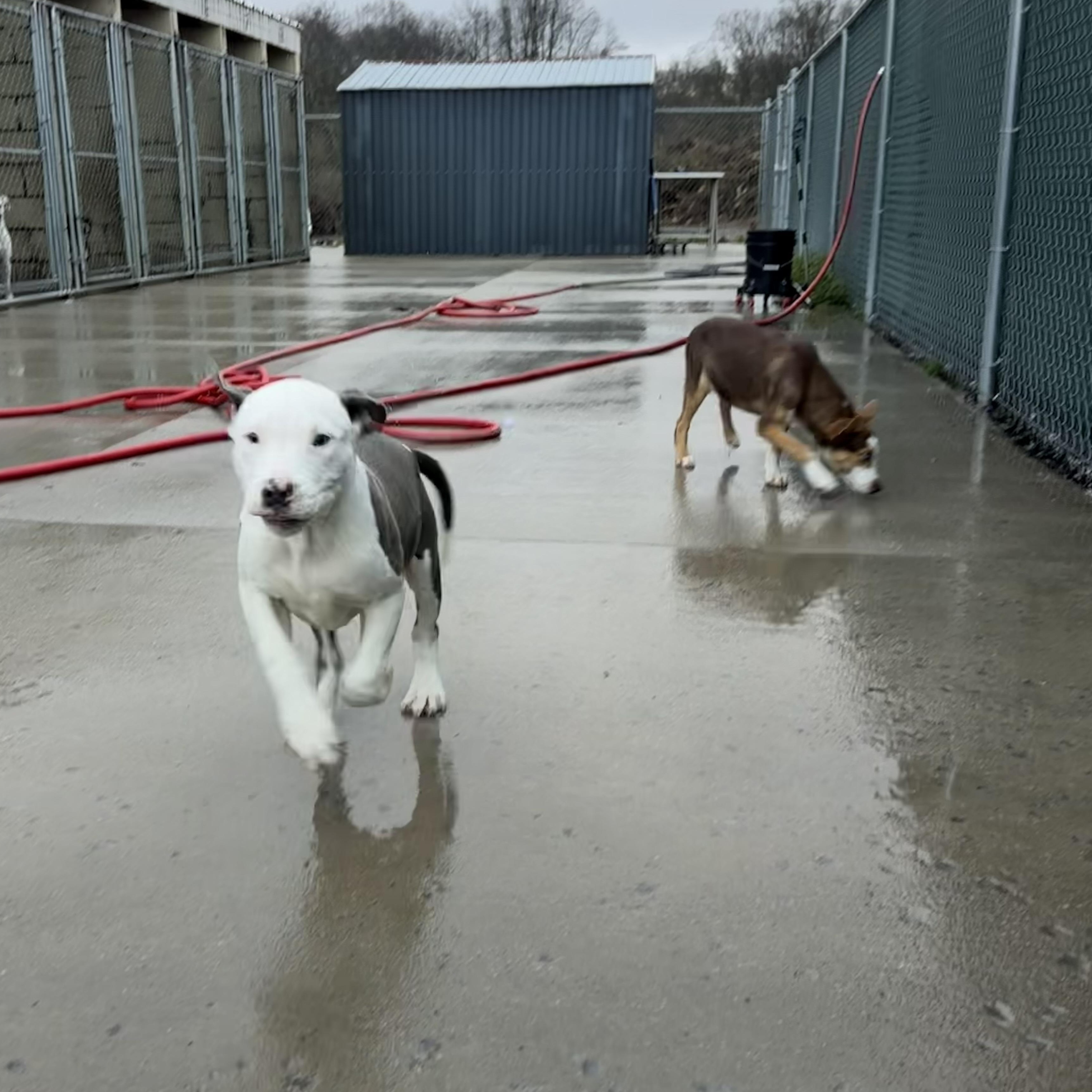 Tom, Adoptable, Young Male Pit Bull Terrier.