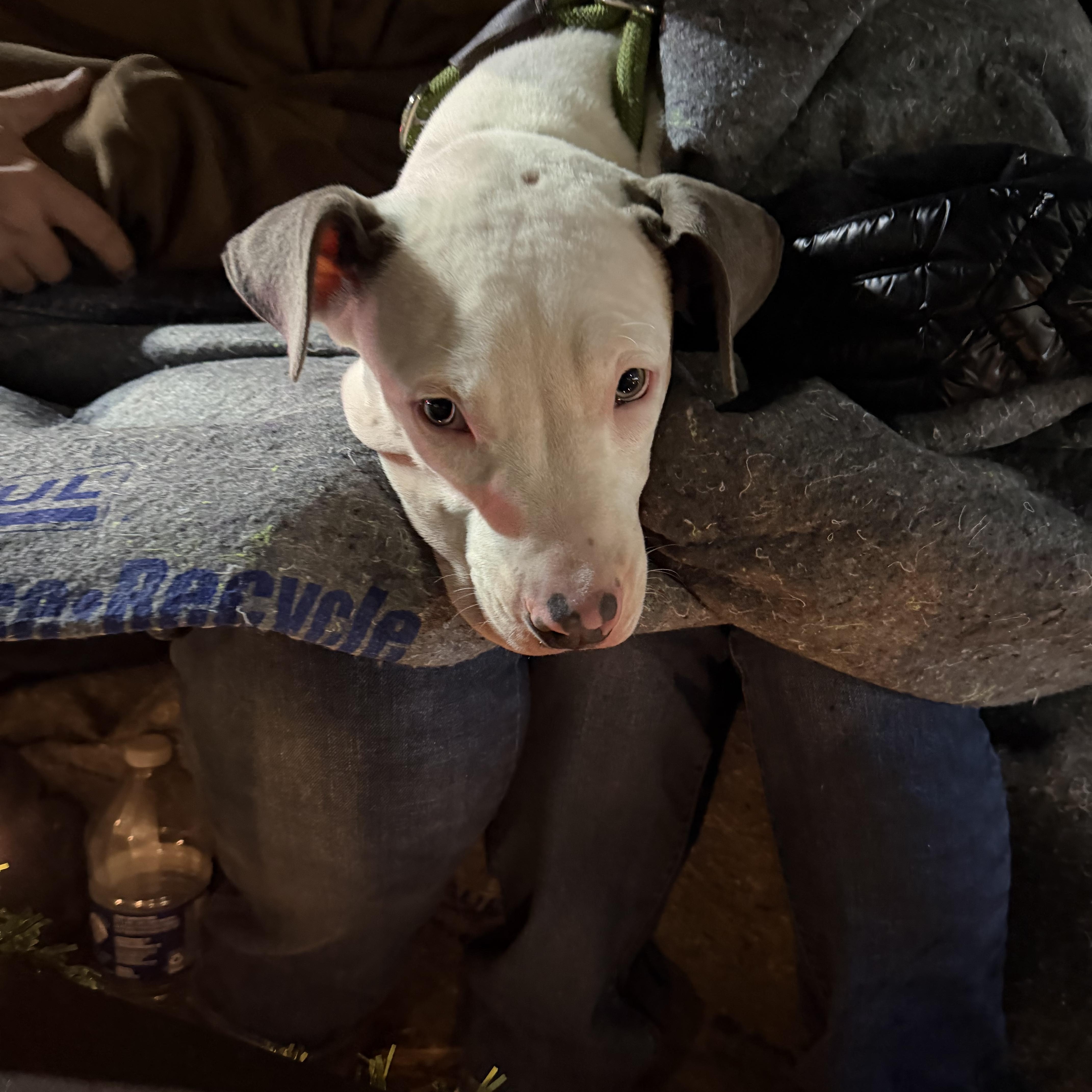 Enlarge Tom, a Adoptable Pit Bull Terrier in Tullahoma, TN image 2/3