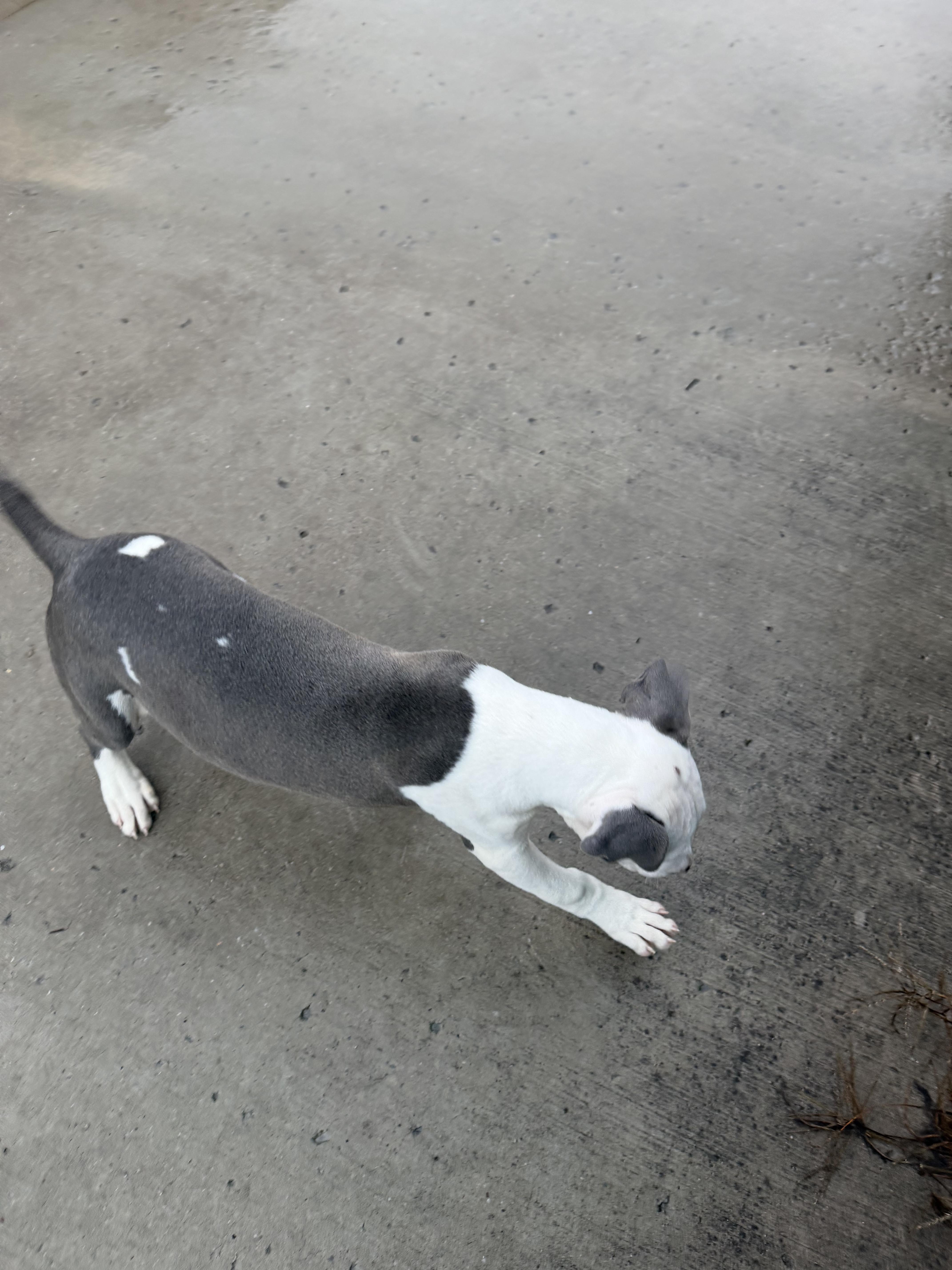Enlarge Tom, a Adoptable Pit Bull Terrier in Tullahoma, TN image 3/3