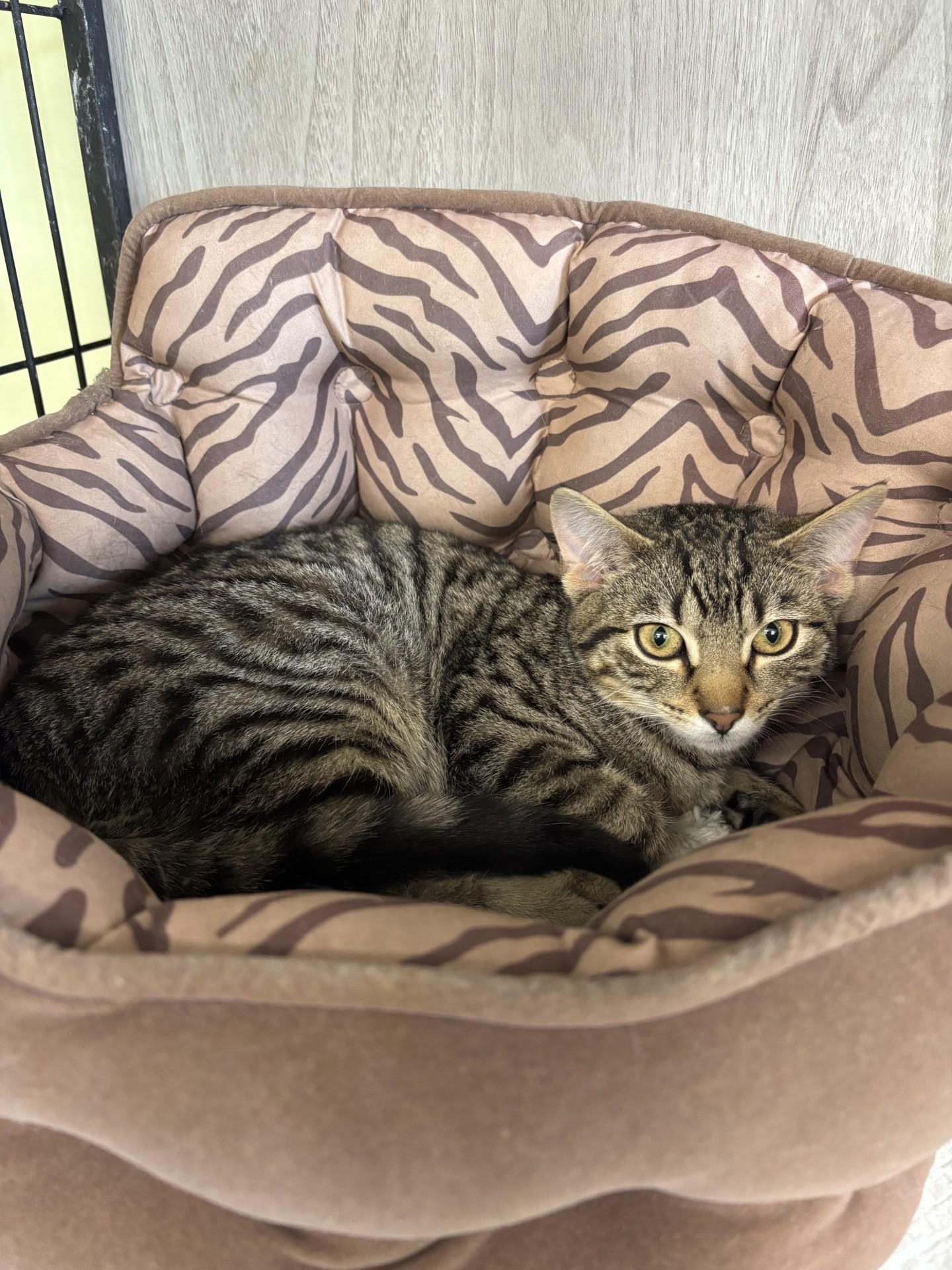 Enlarge Royal, a ADOPTABLE Domestic Short Hair in Vernon, NJ image 1/1