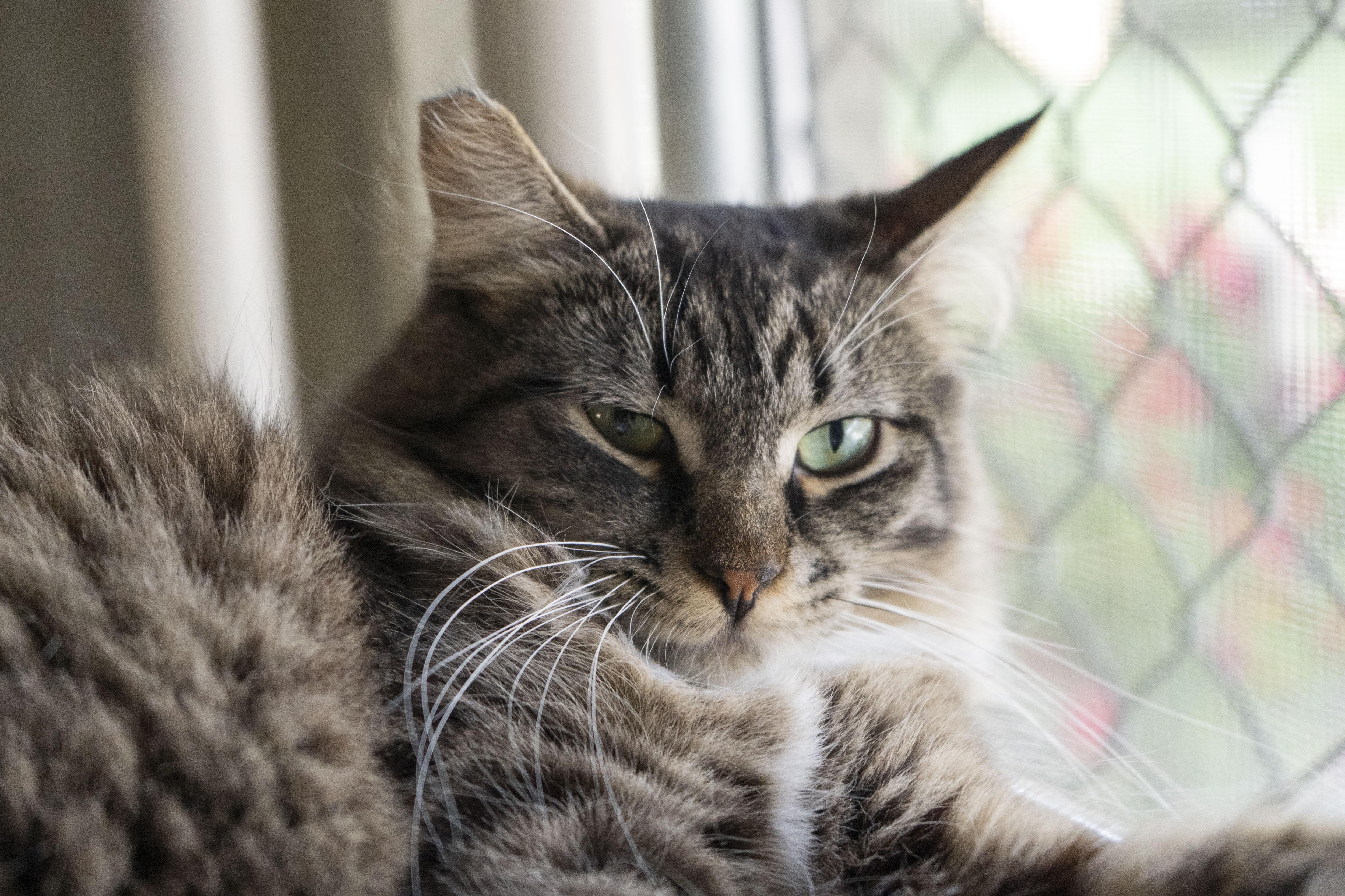 Enlarge Tuffy, a ADOPTABLE Domestic Long Hair in Boise, ID image 2/2
